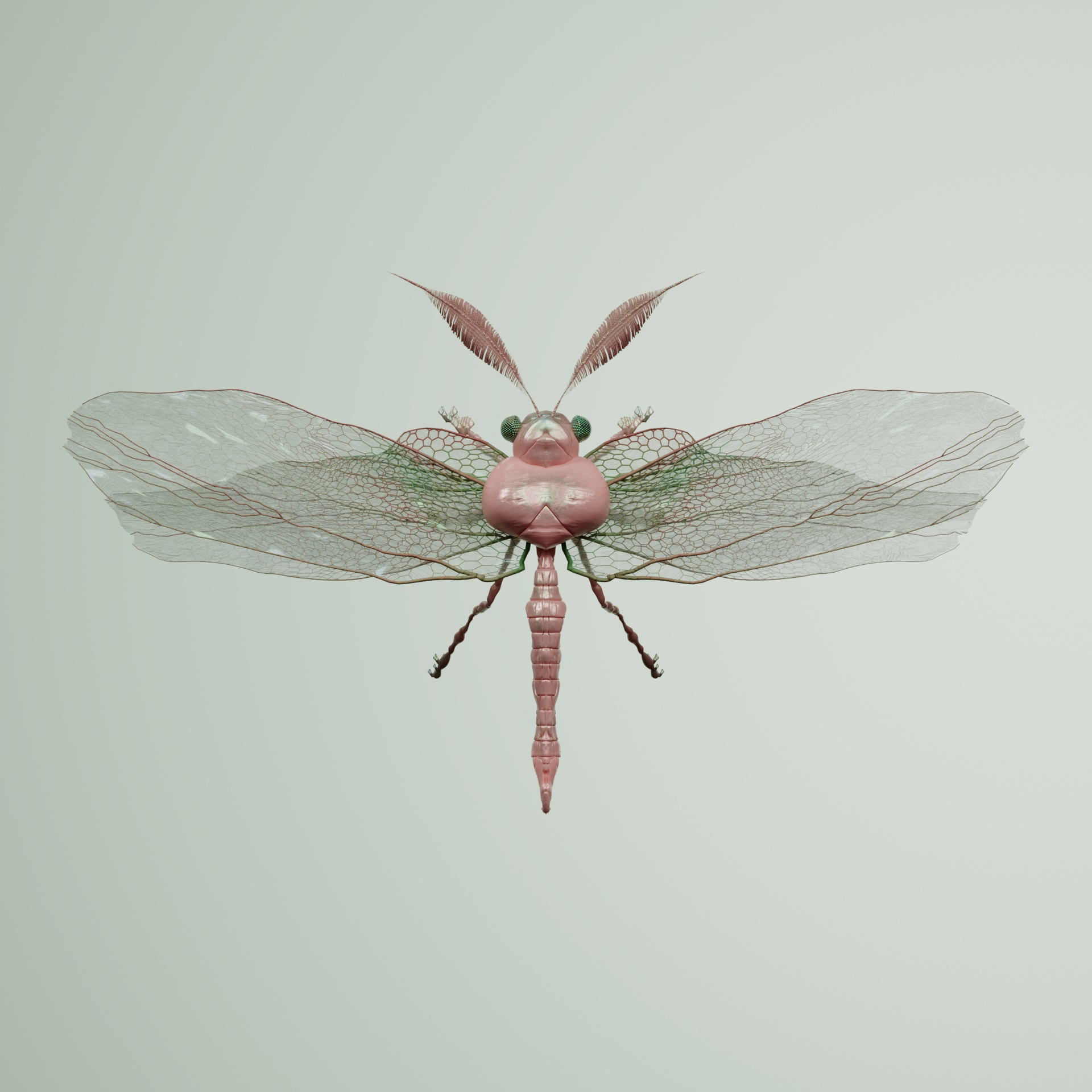 Anisopteraatidae pictilus