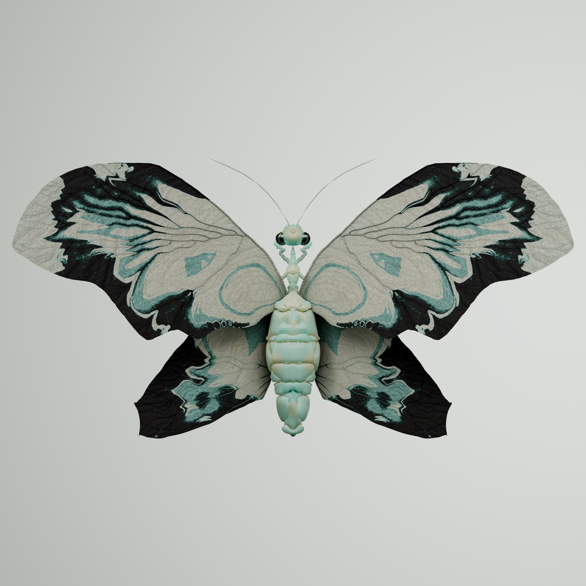 Rhopaloceraproceritas mandiens