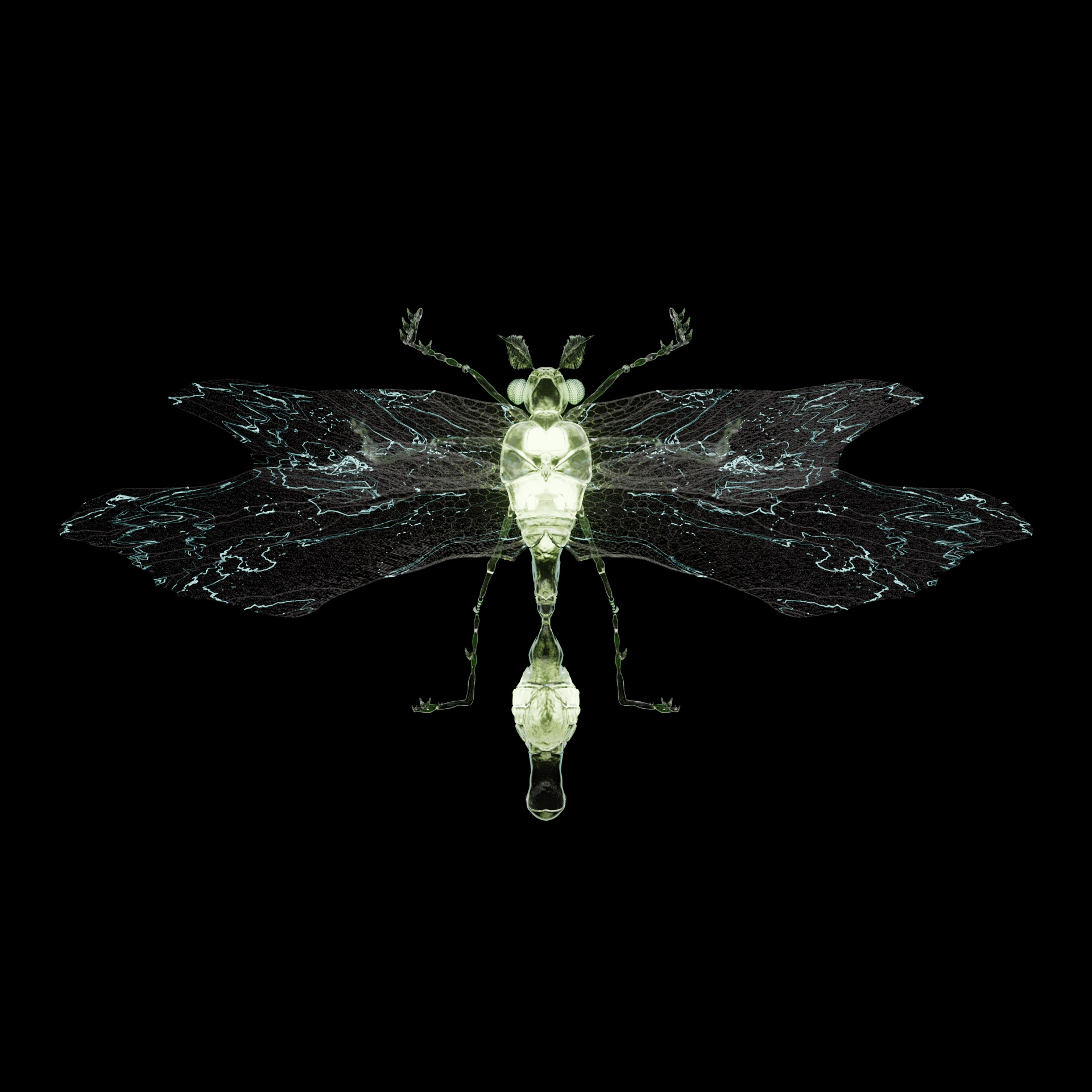 Anisopteraera vulparias