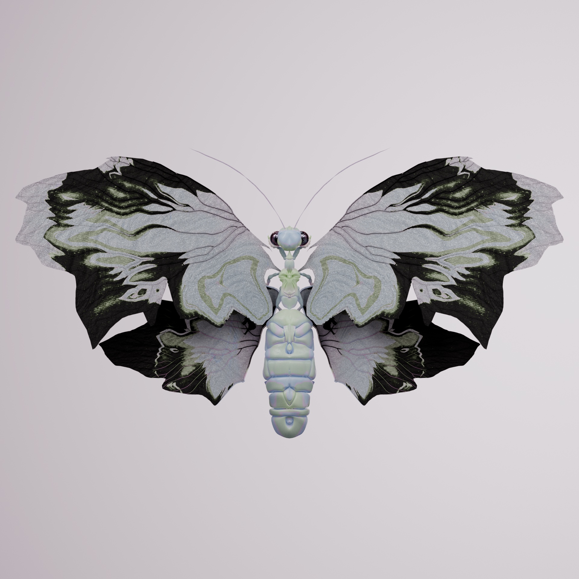 Rhopaloceraormes sondinea