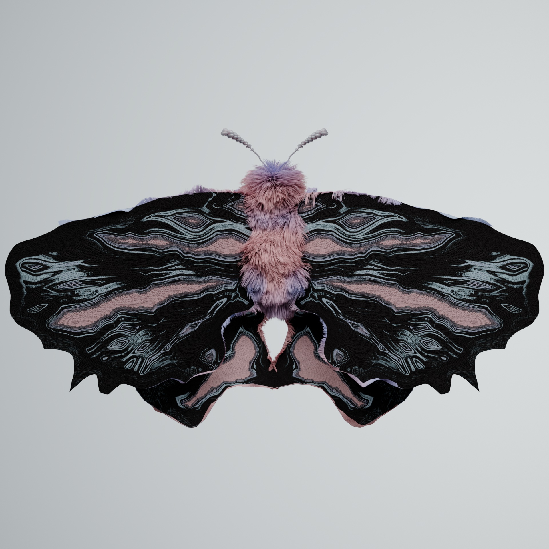 Lepidopterairi colchouxii