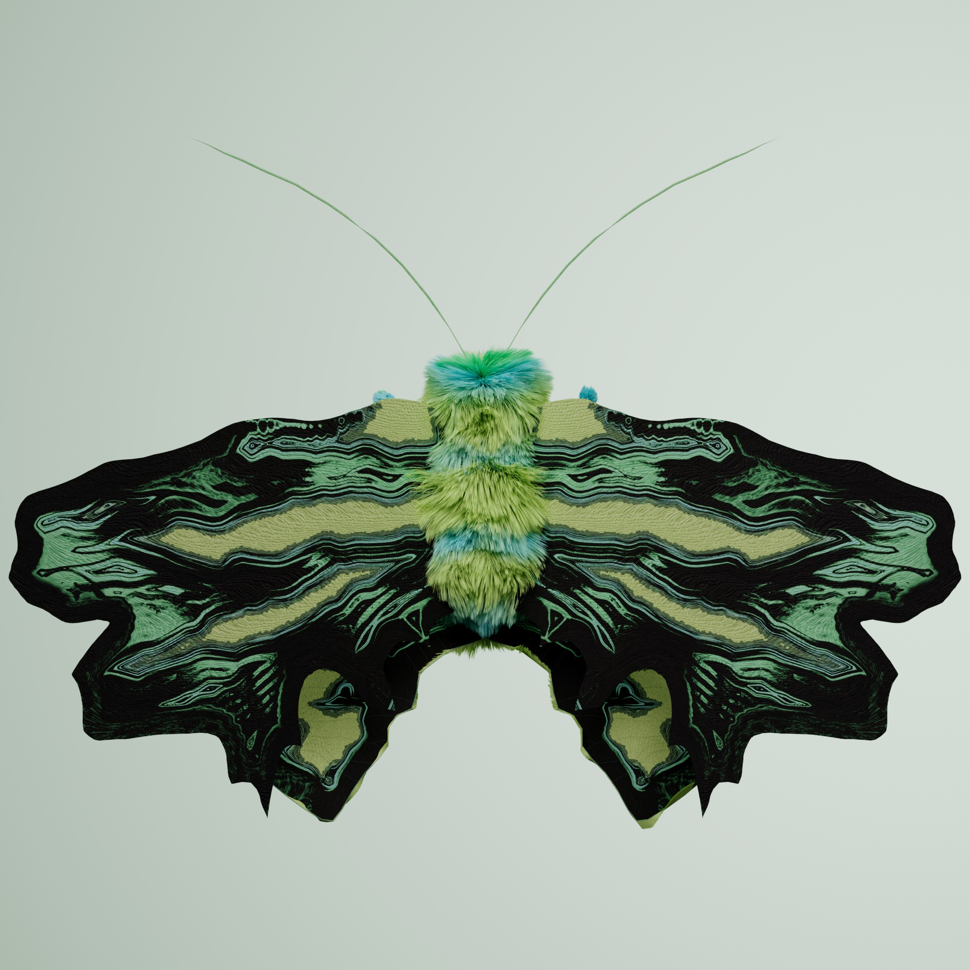 Lepidopterasuperbus muloleuca