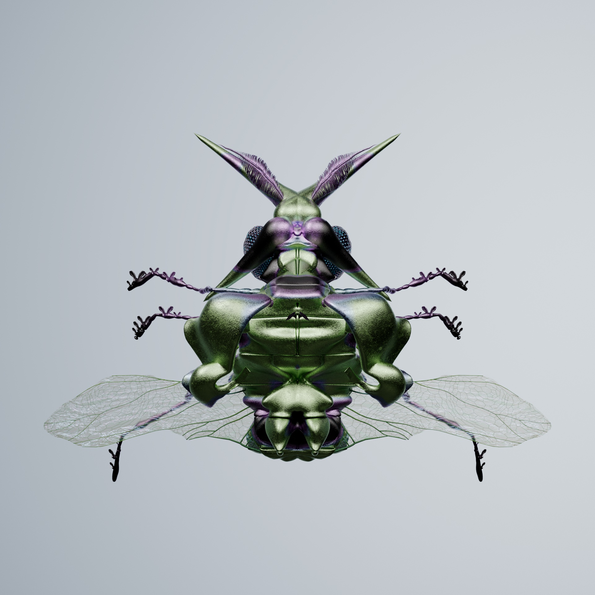 Coleopterainidia delicas