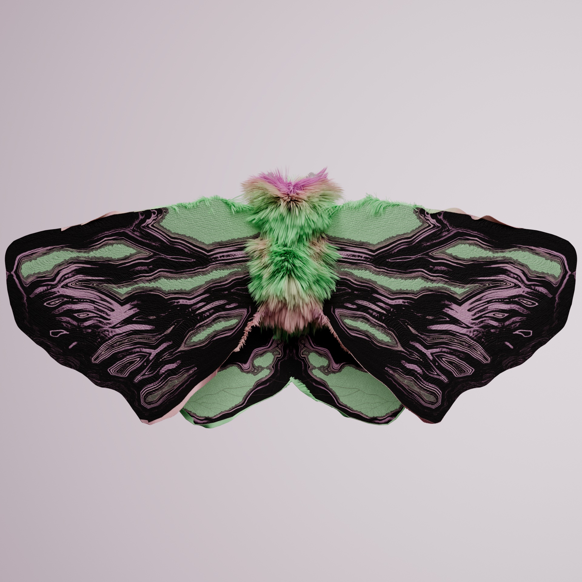 Lepidopteracerritulus hermis