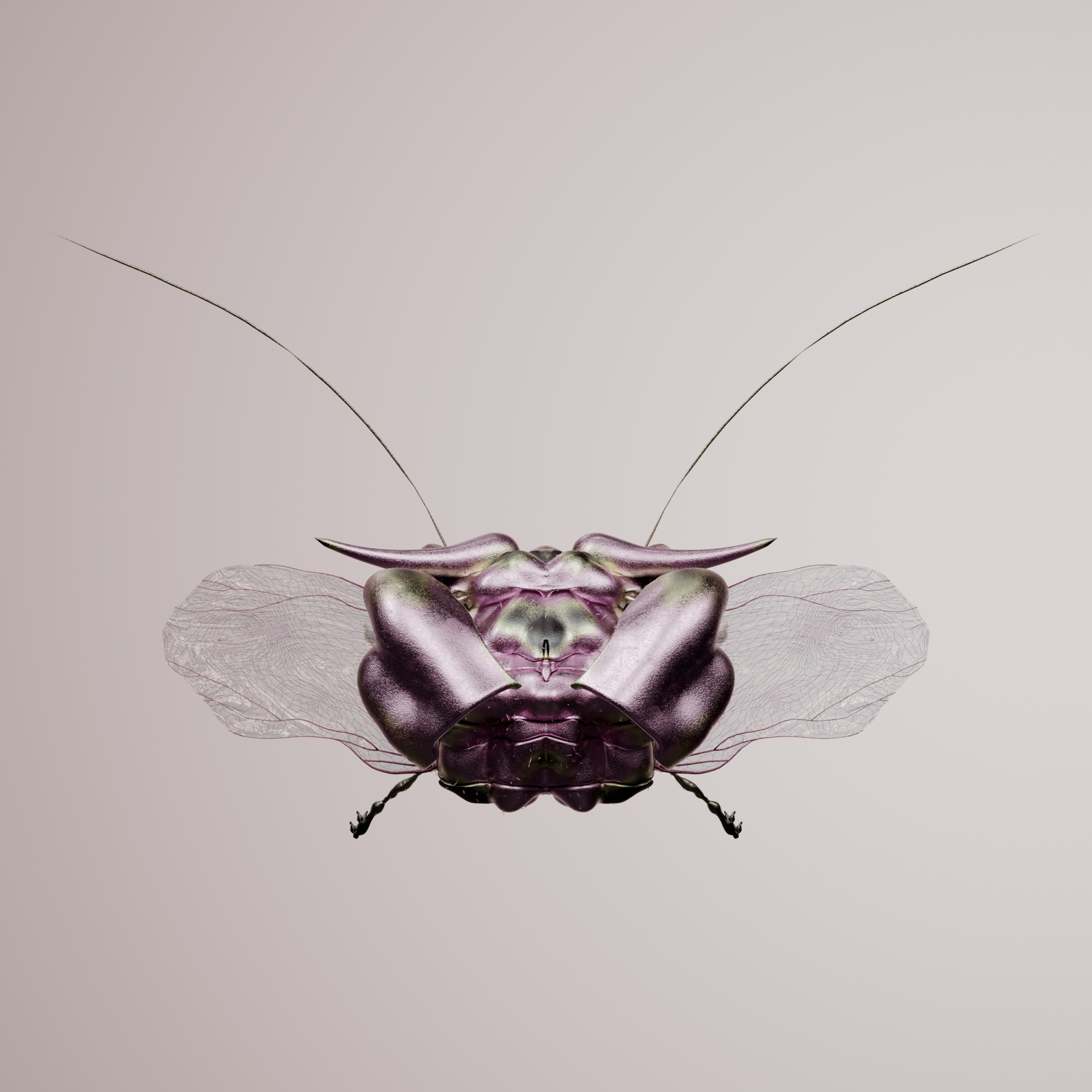 Coleopterapinguis palmephalus