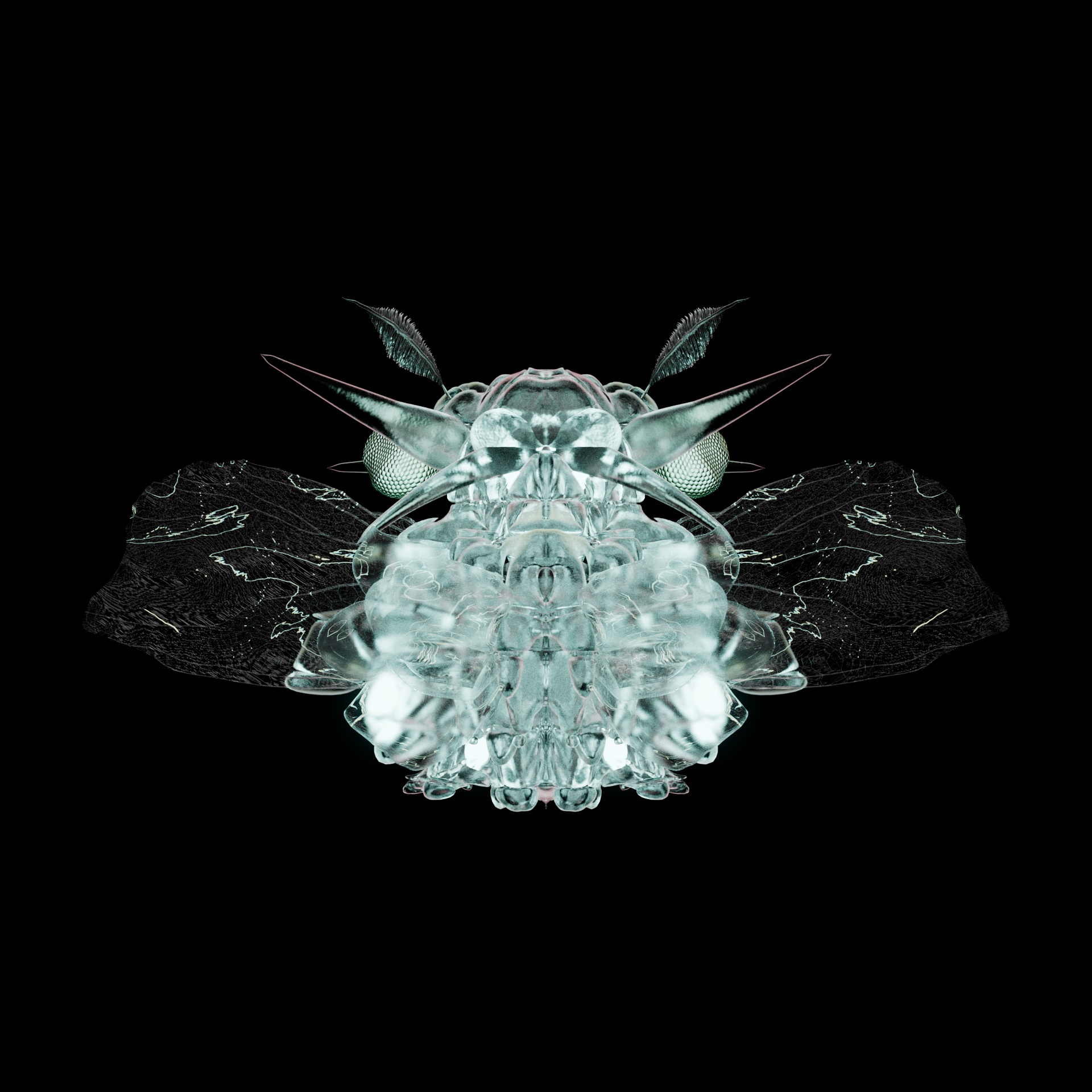 Coleopteracerritulus colchiosa