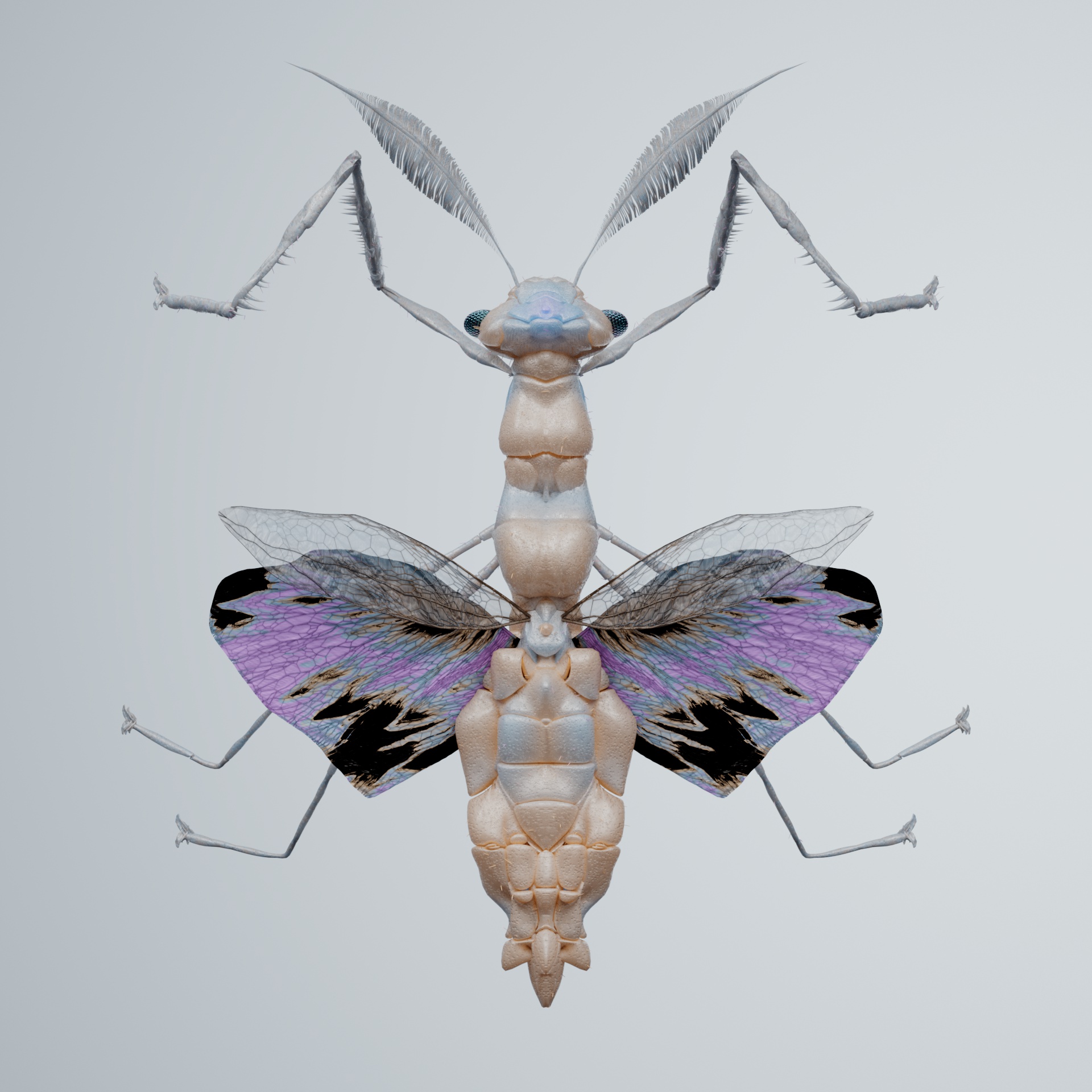 Mantodeacerritulus acanthactyla