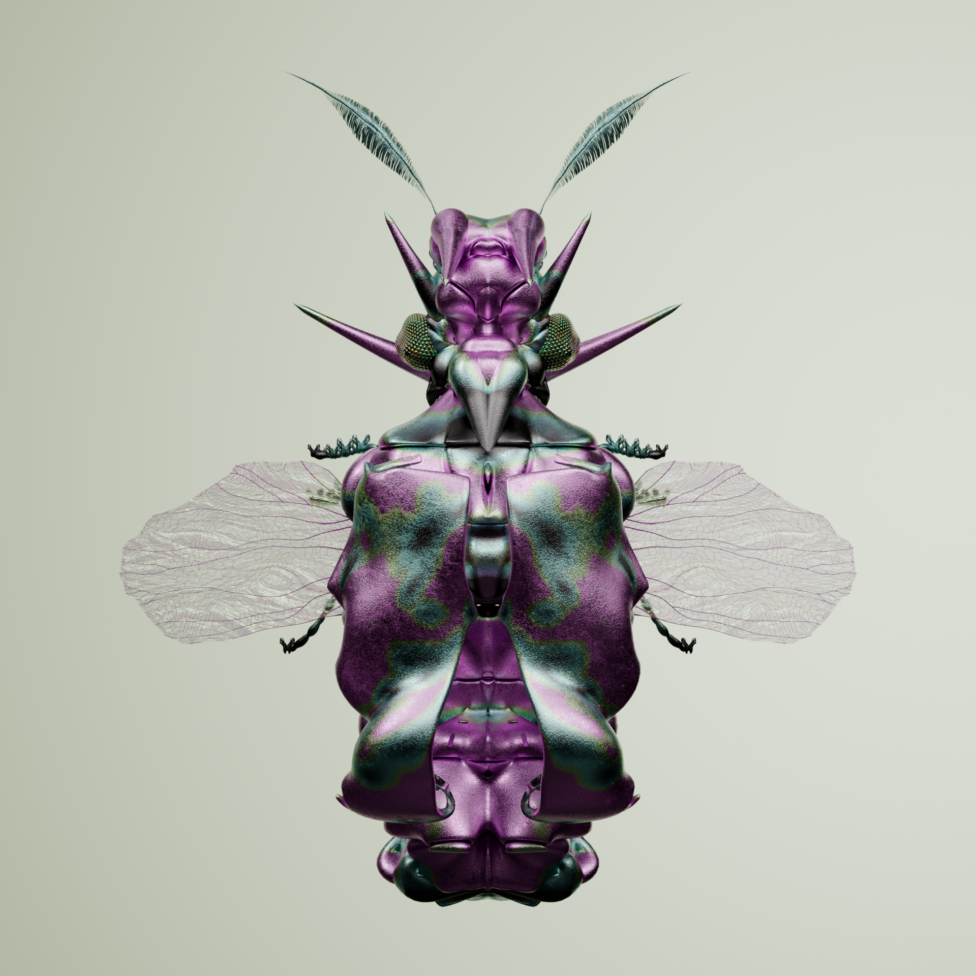 Coleopteraproceritas tocea
