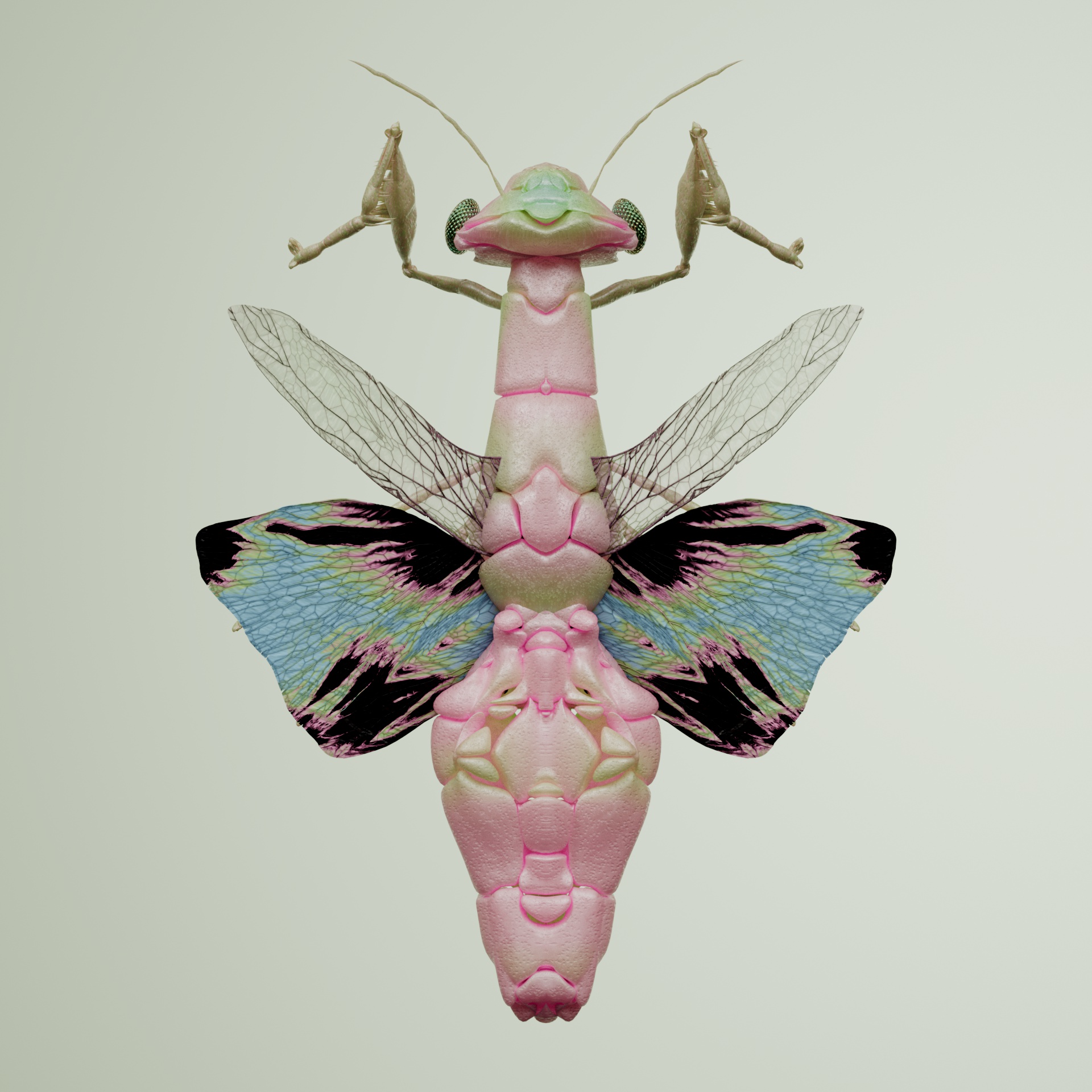 Mantodeapinguis occidias