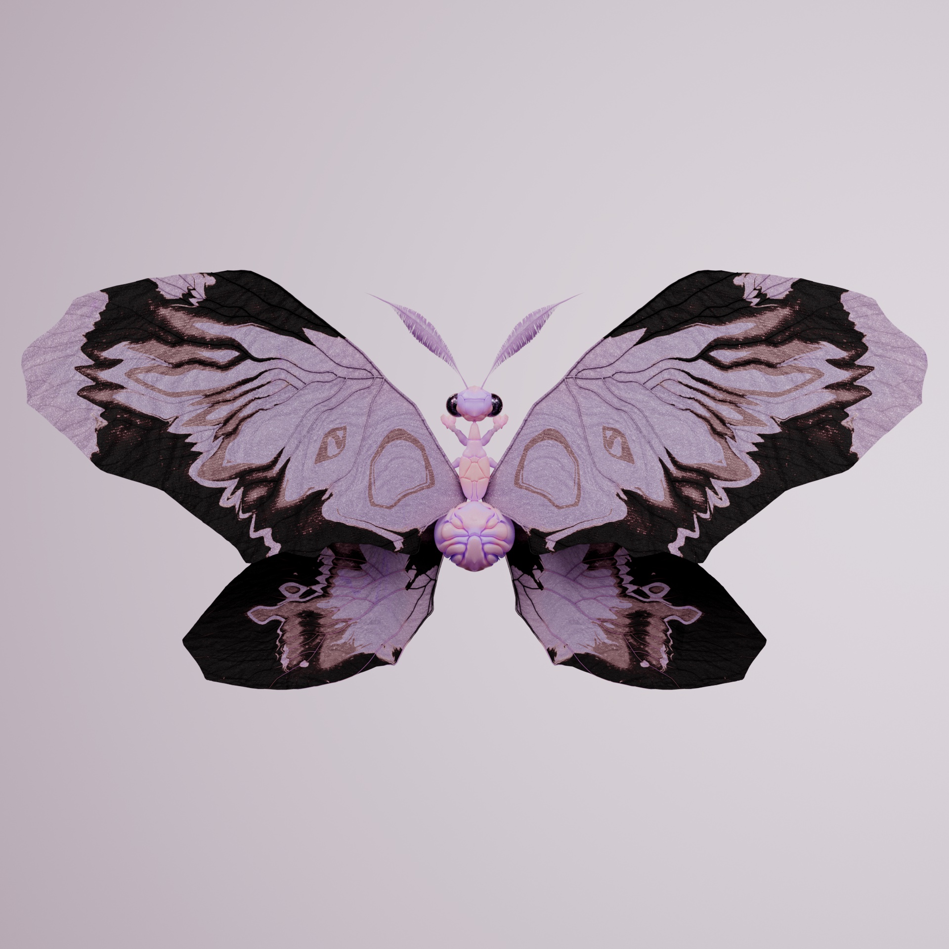 Rhopalocerapinguis spilogeatus