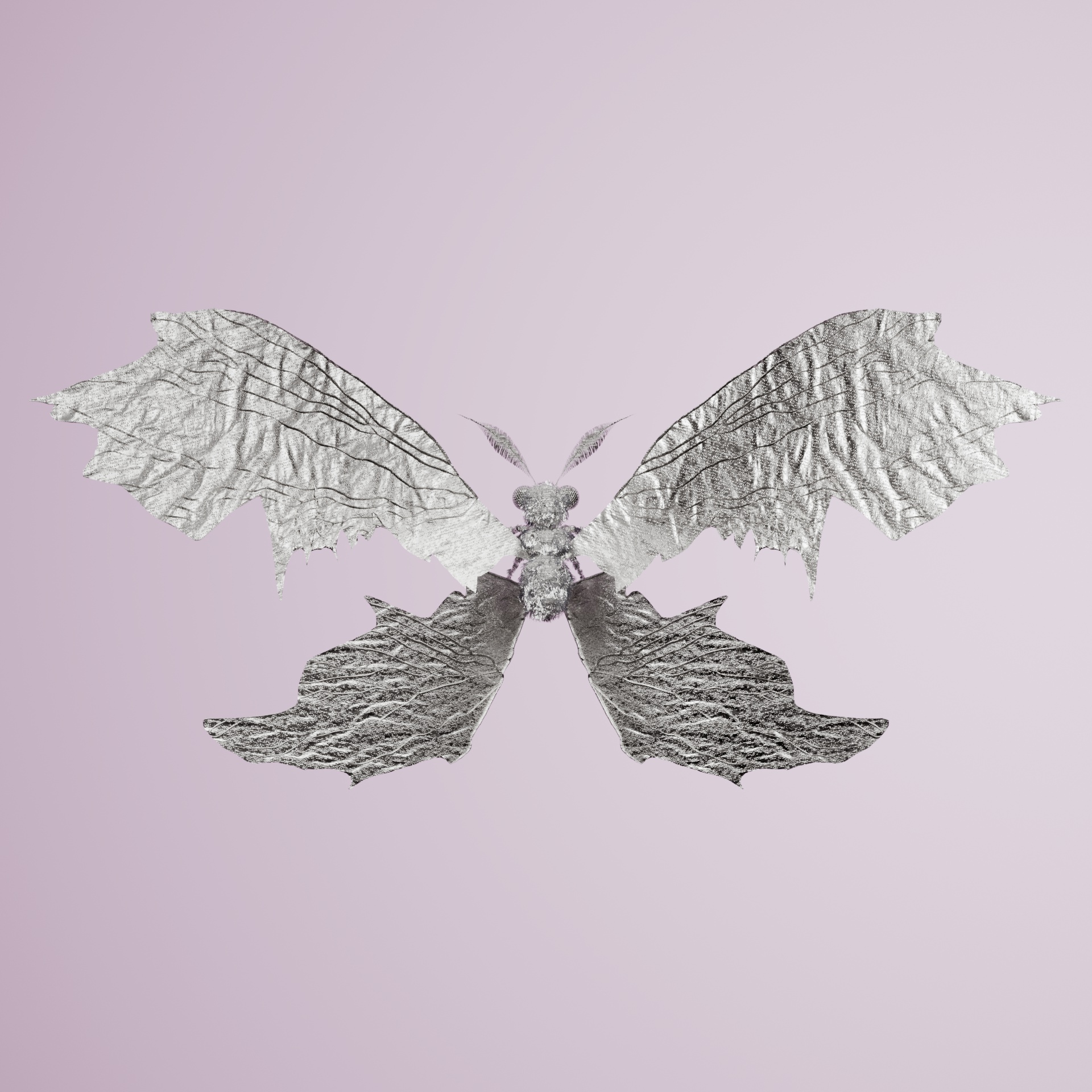 Rhopalocerasuperbus reticodes