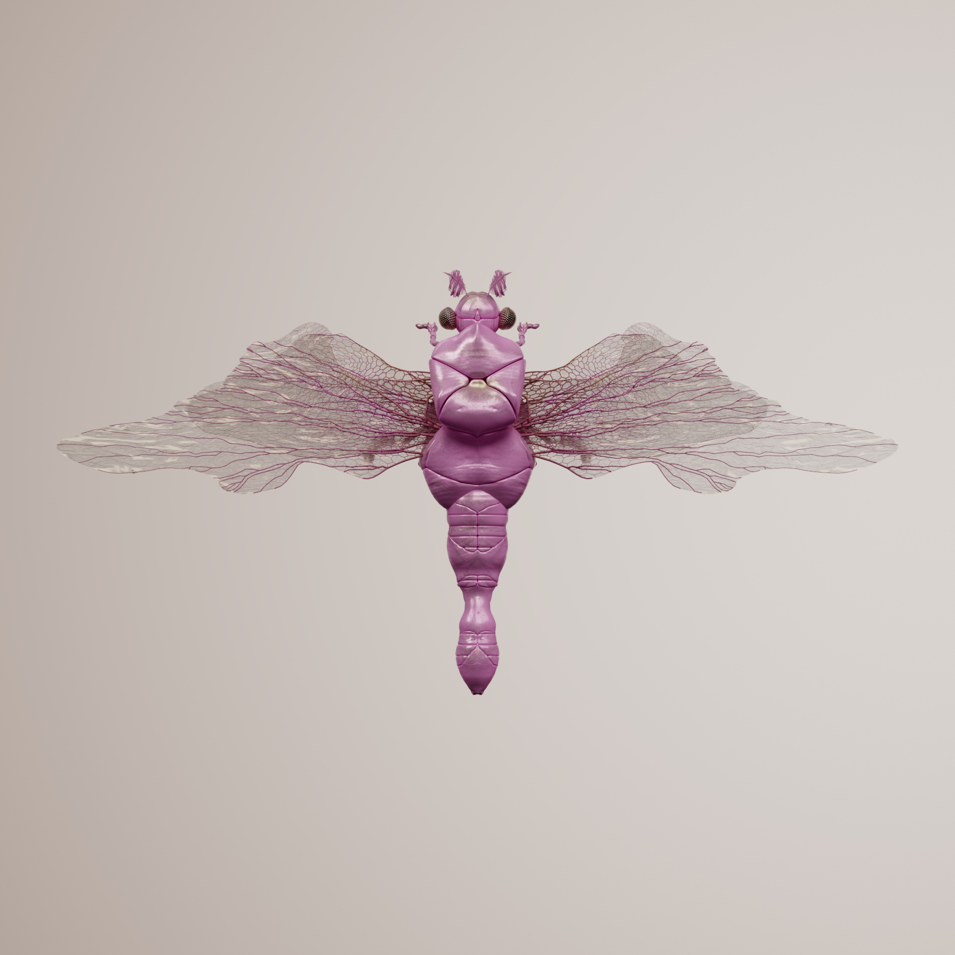 Anisopteraida imperaris