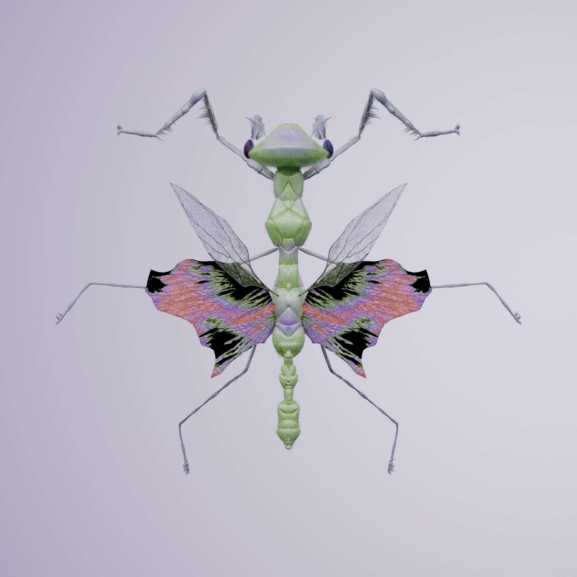 Mantodeasuperbus papereri
