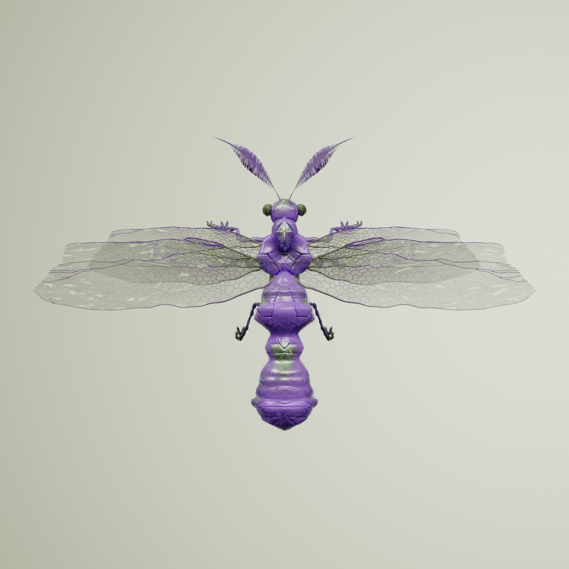 Anisopteracerritulus lessinea