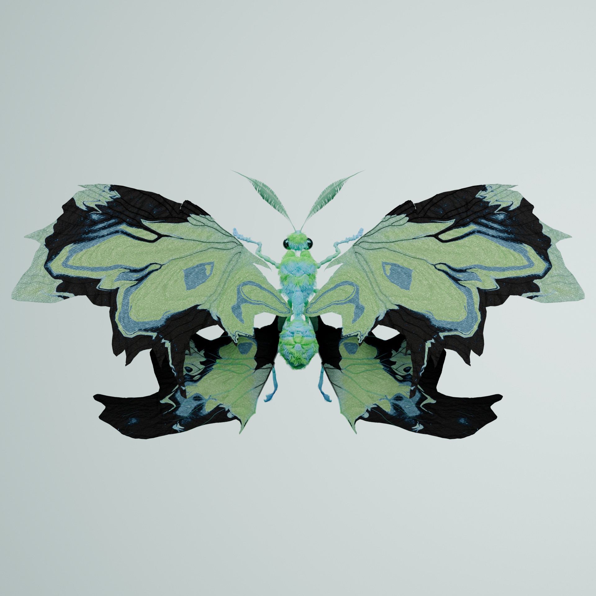 Rhopaloceravivida tocuus