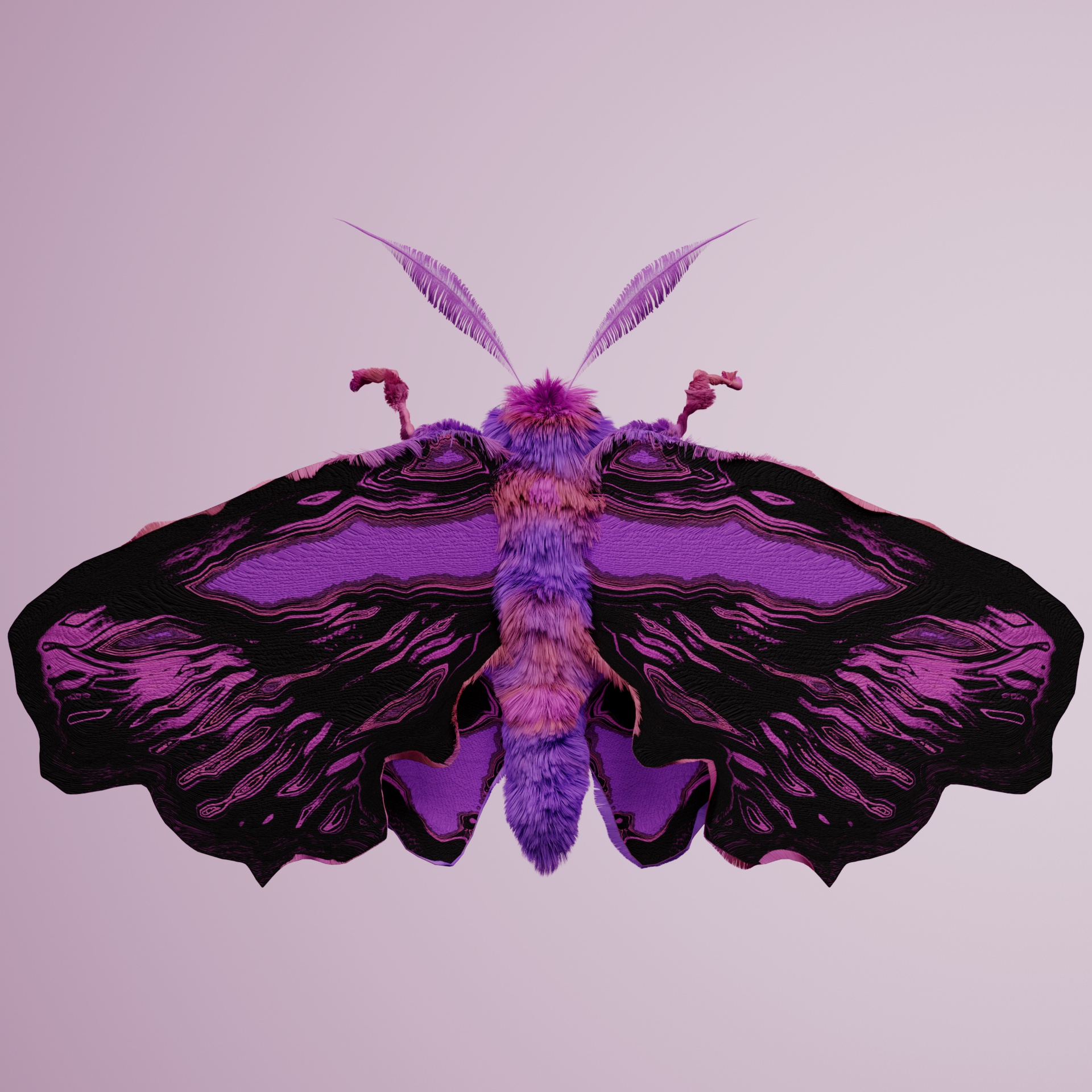 Lepidopteraproceritas laevaena