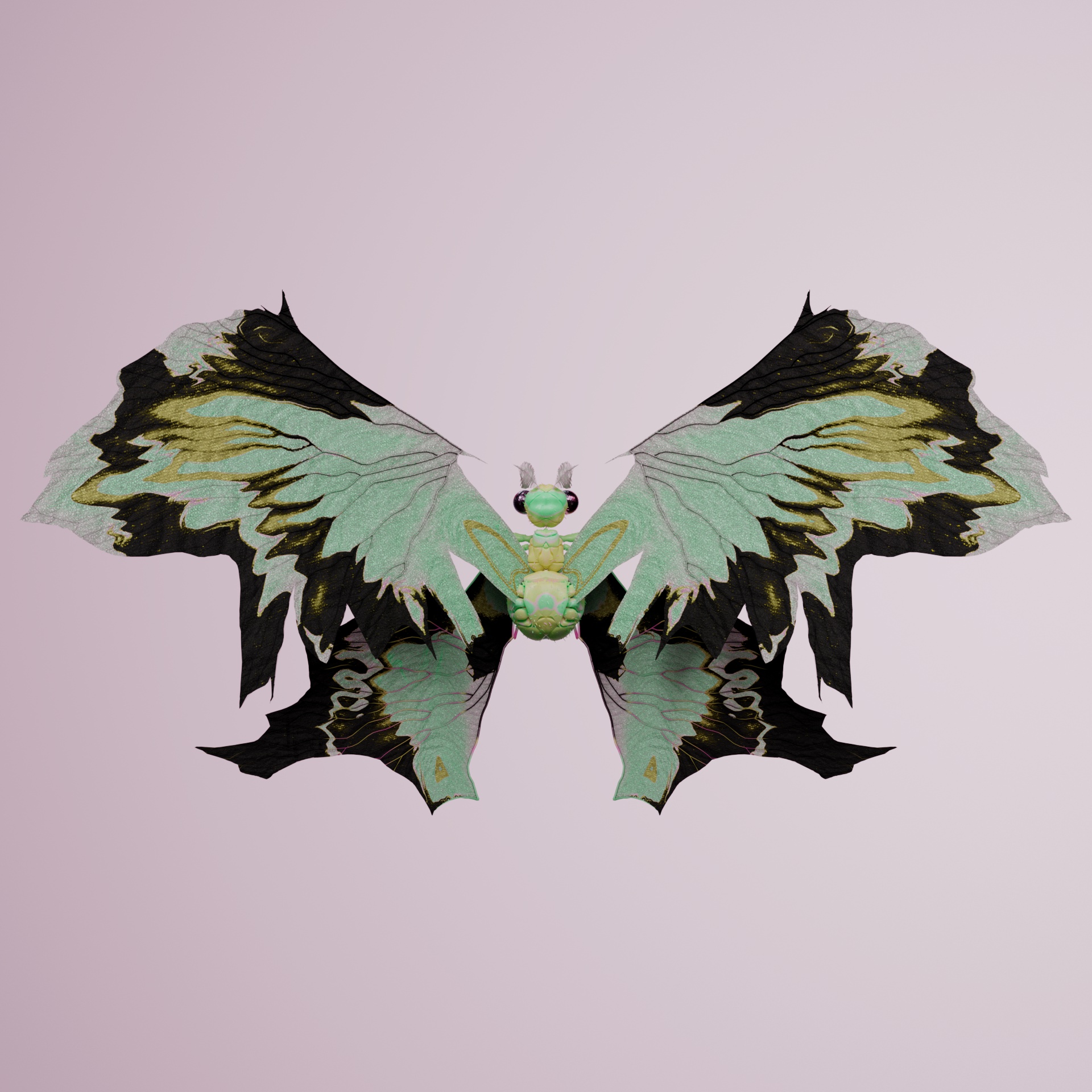 Rhopaloceraolagus cuvens