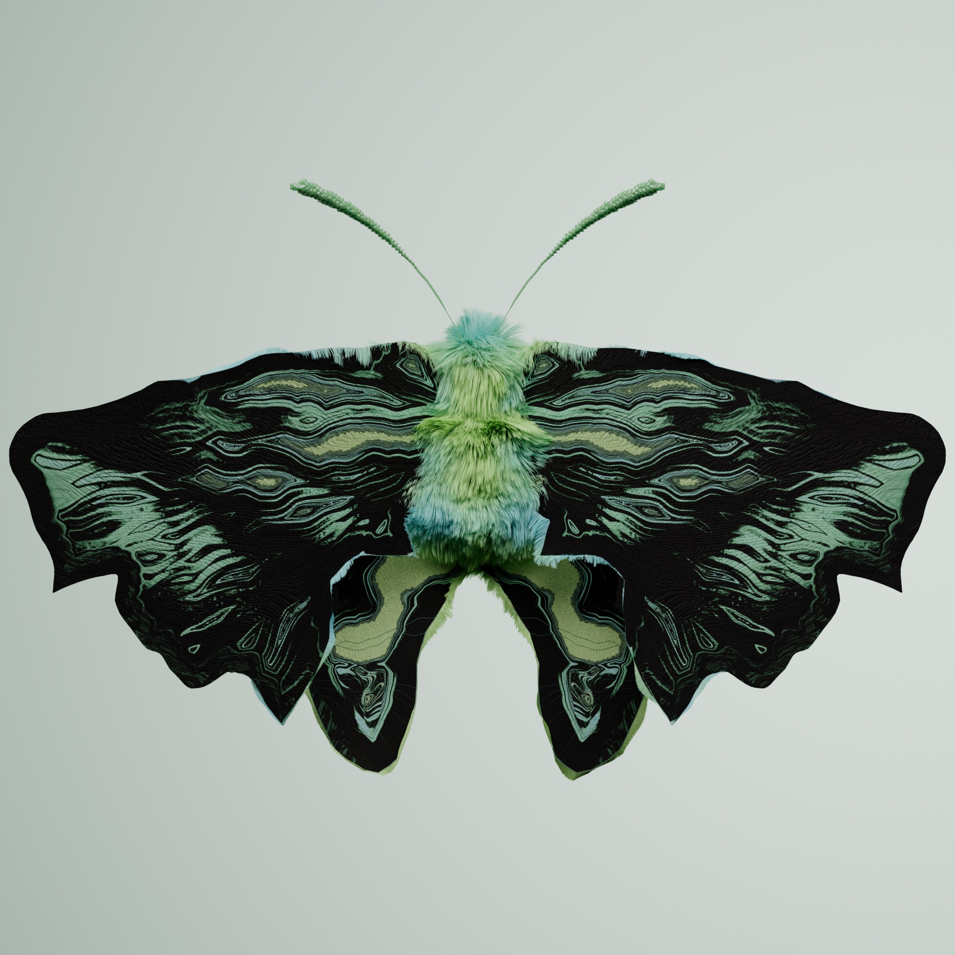 Lepidopterapinguis delphalia