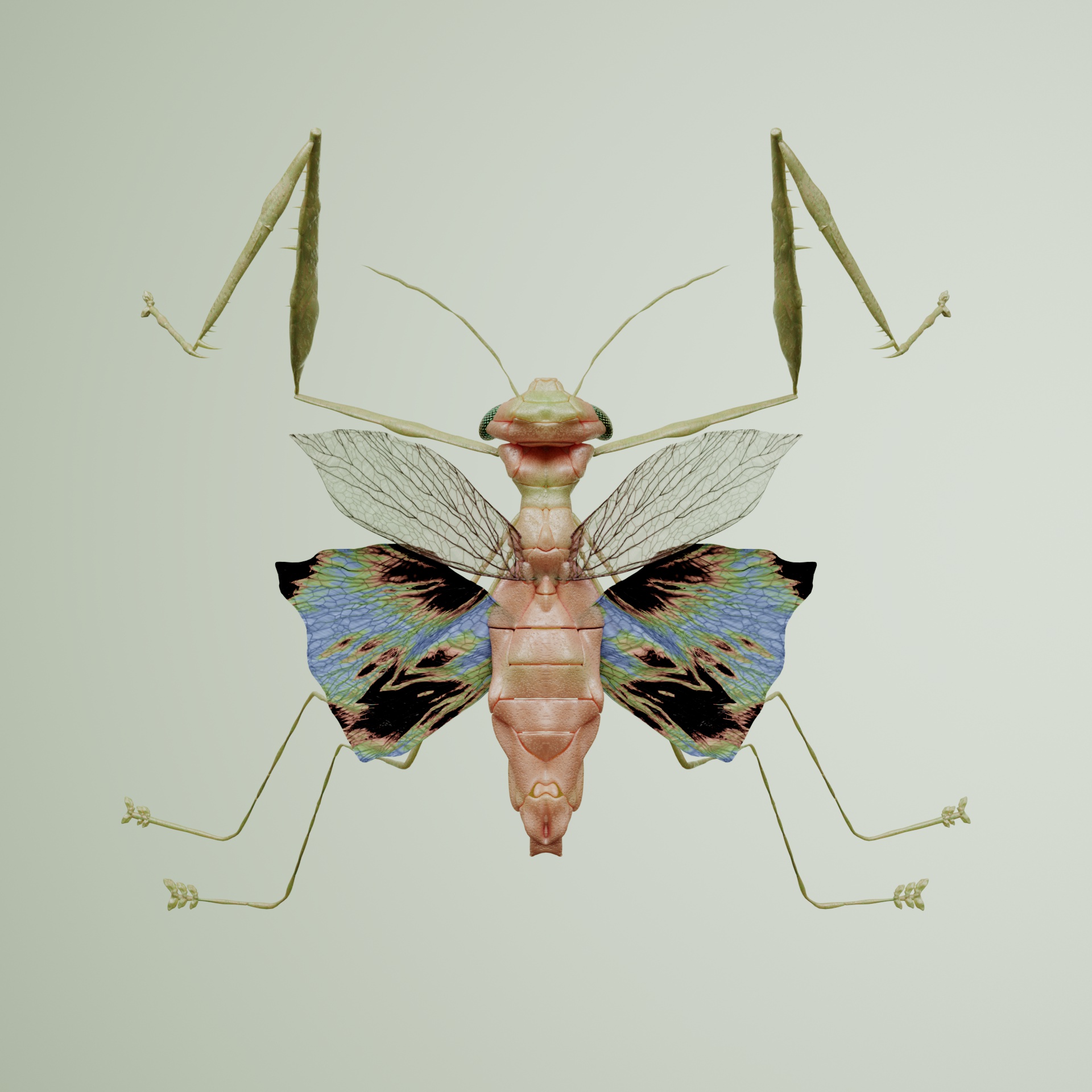 Mantodeaproceritas zebrinus