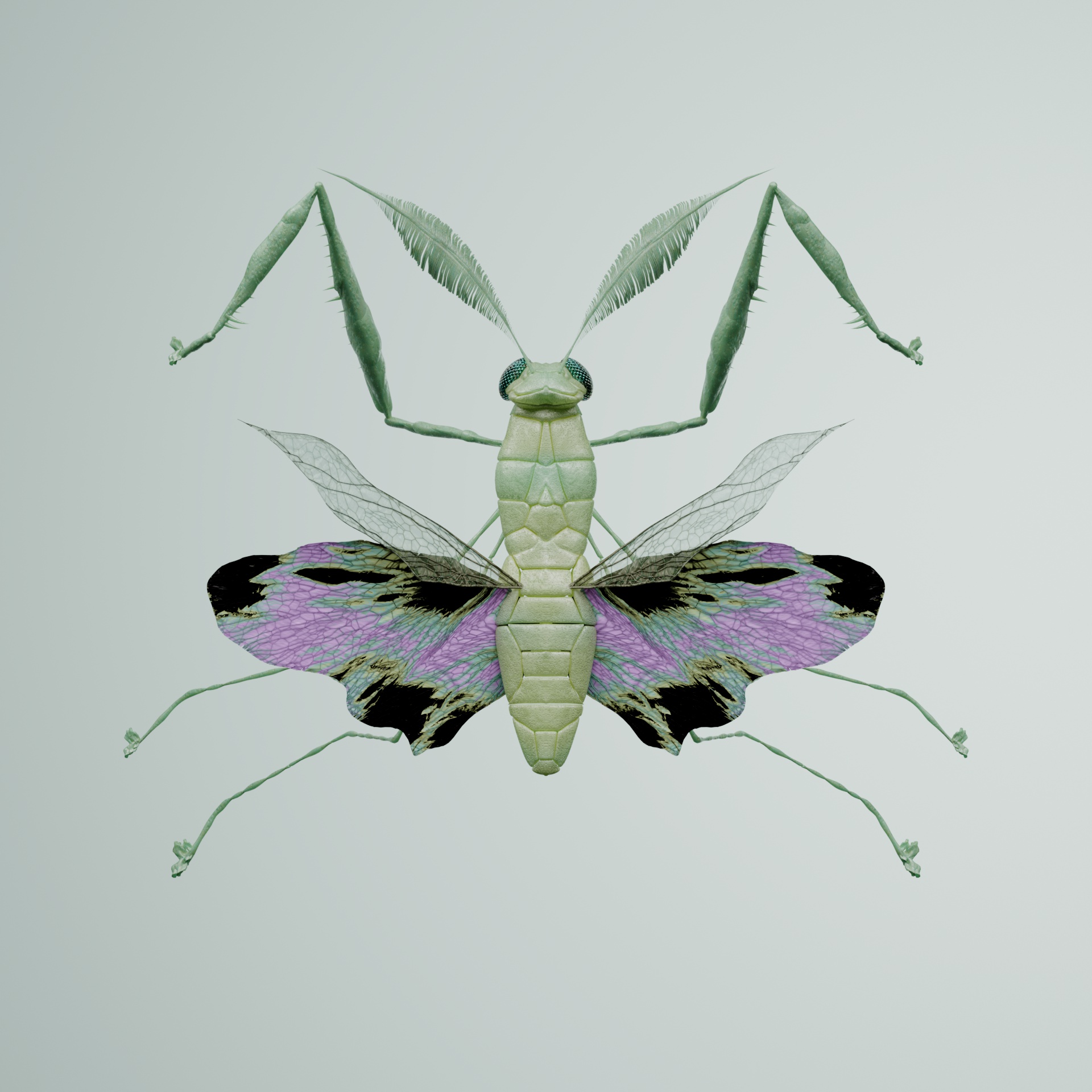 Mantodeaoptera delicinx