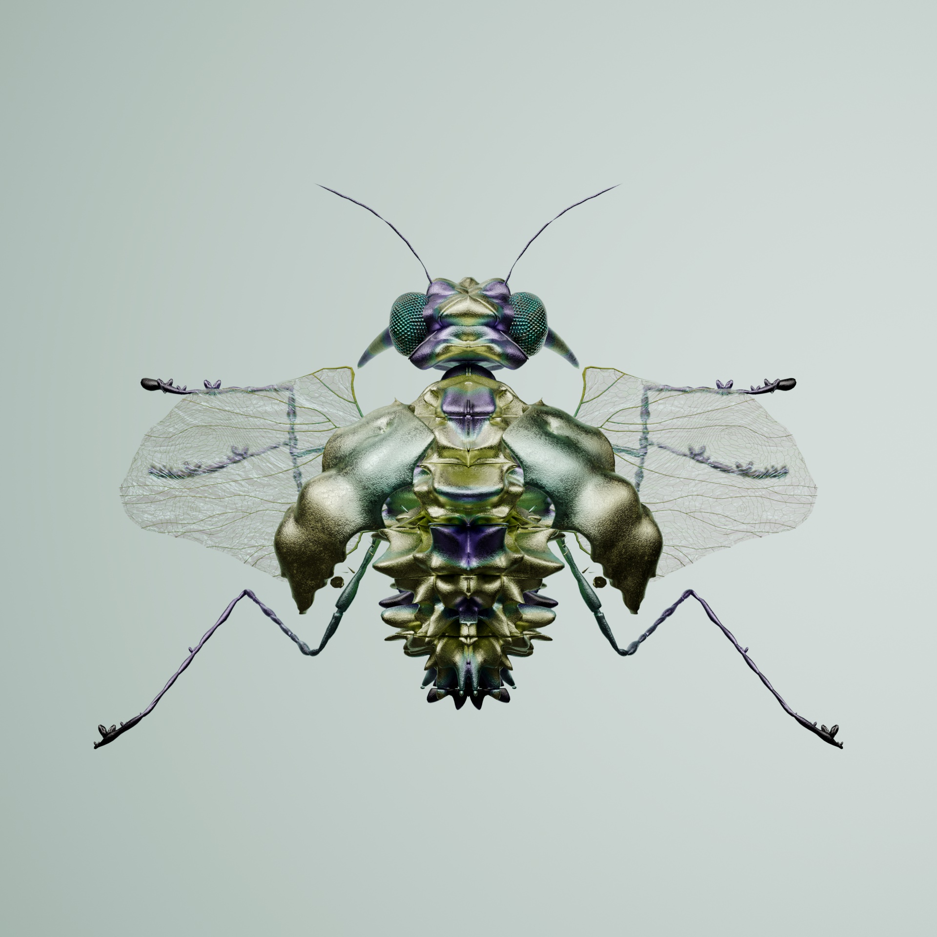 Coleopteraois rupicianus