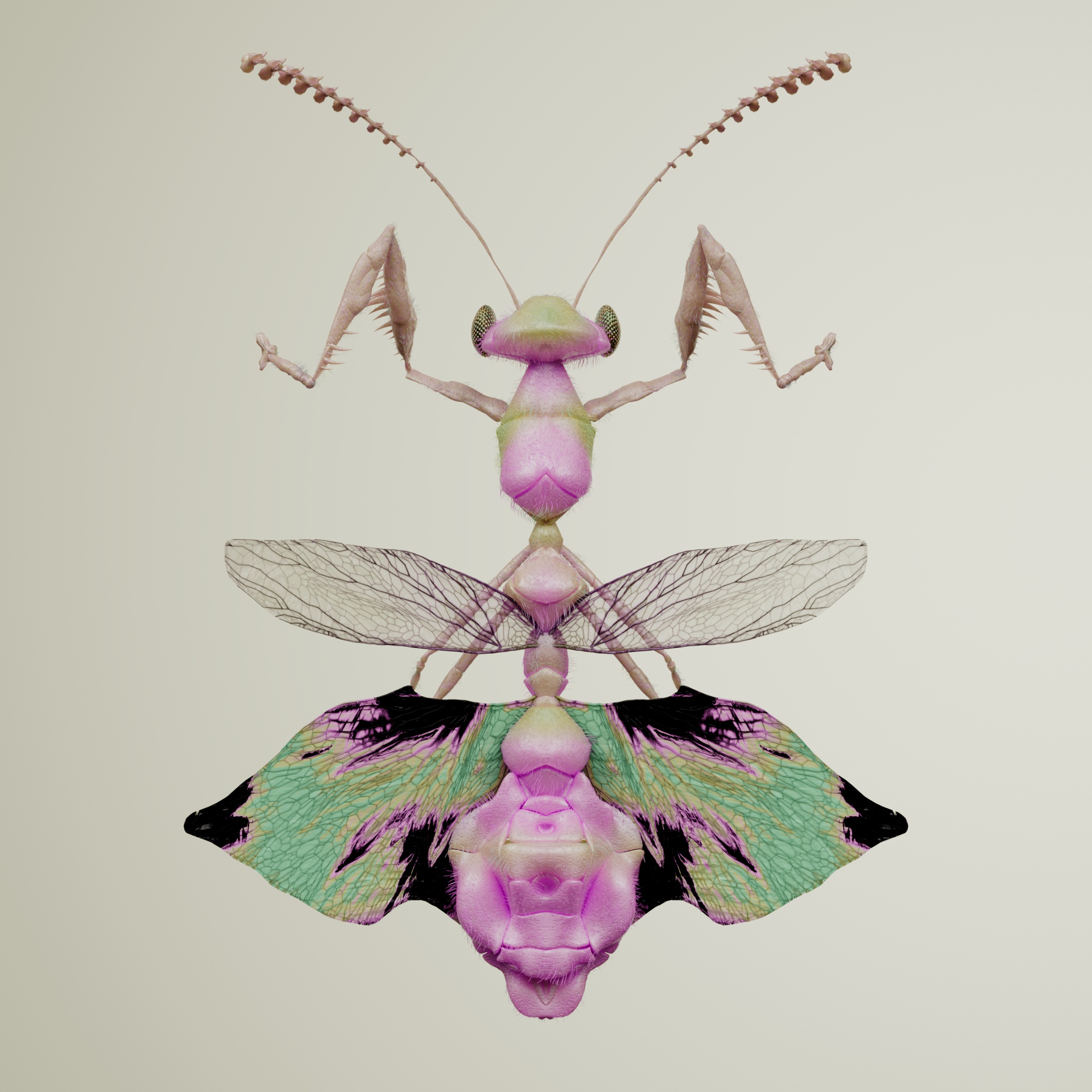 Mantodeacerritulus macroculus