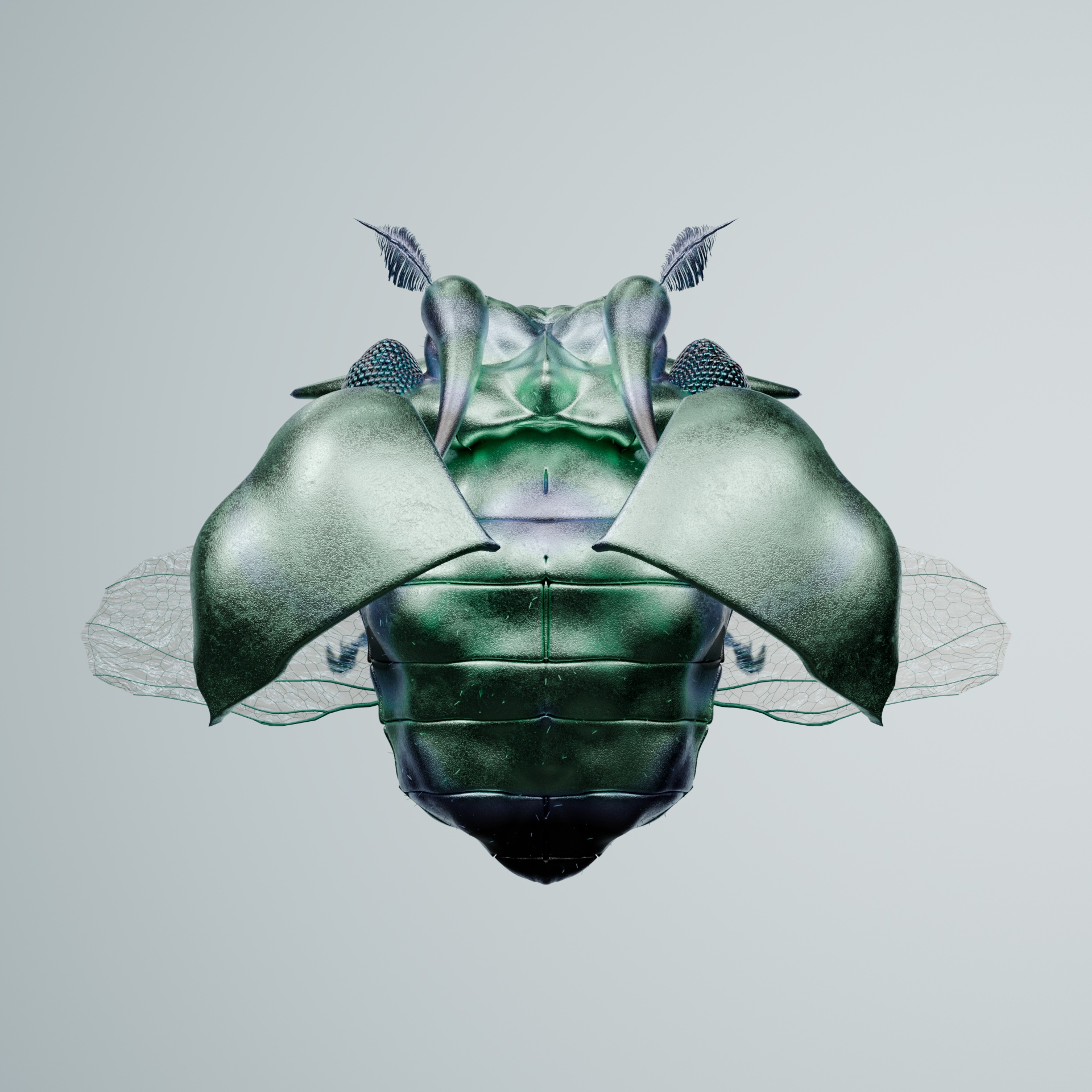 Coleopterapinguis scraria