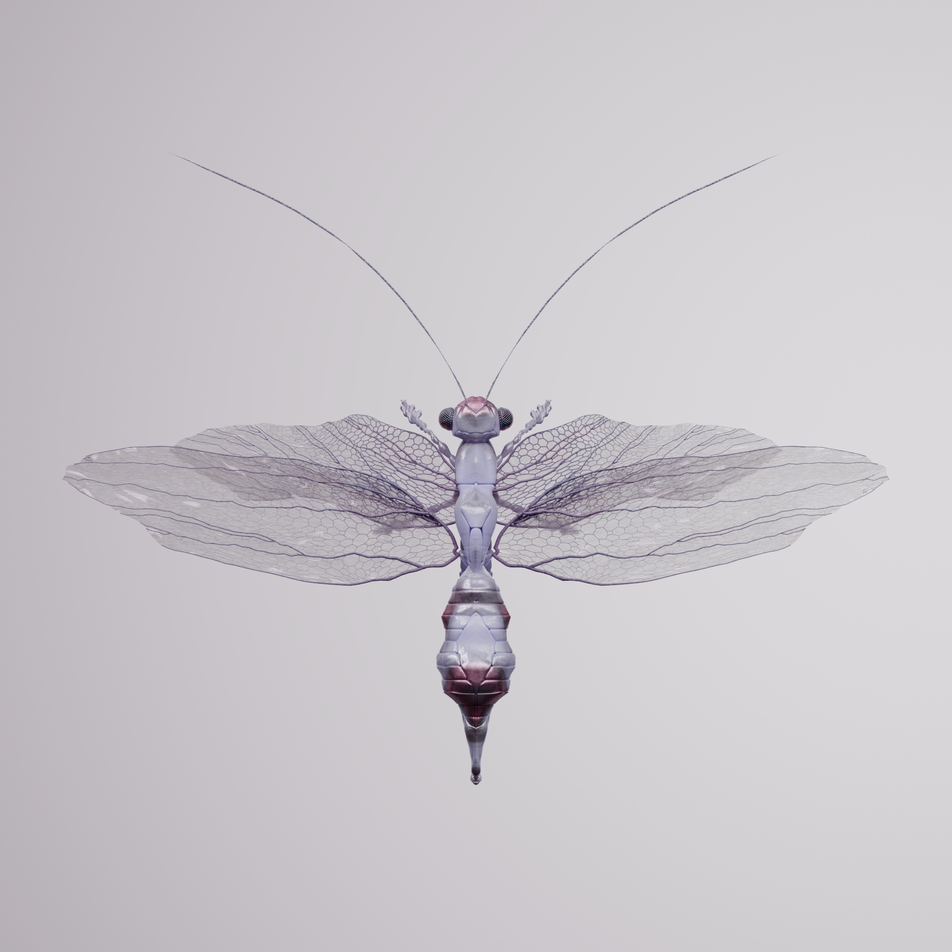 Anisopterapinguis johnstacu