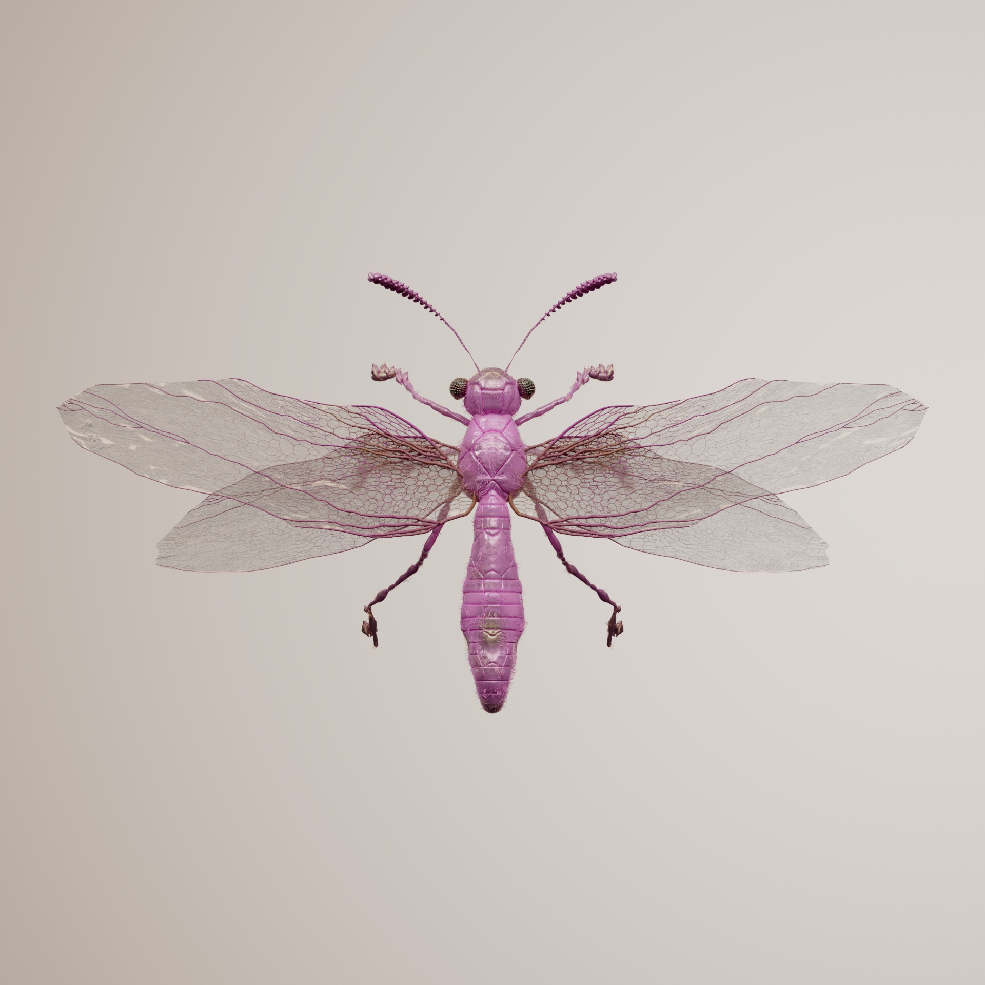 Anisopterayon zebrinus