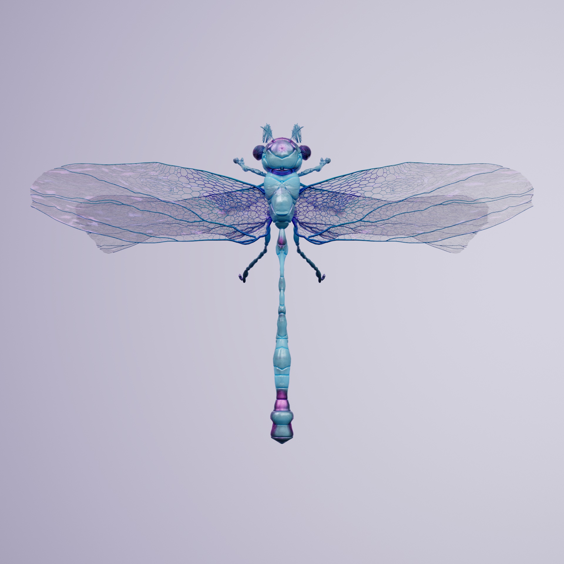 Anisopterasuperbus indiatus