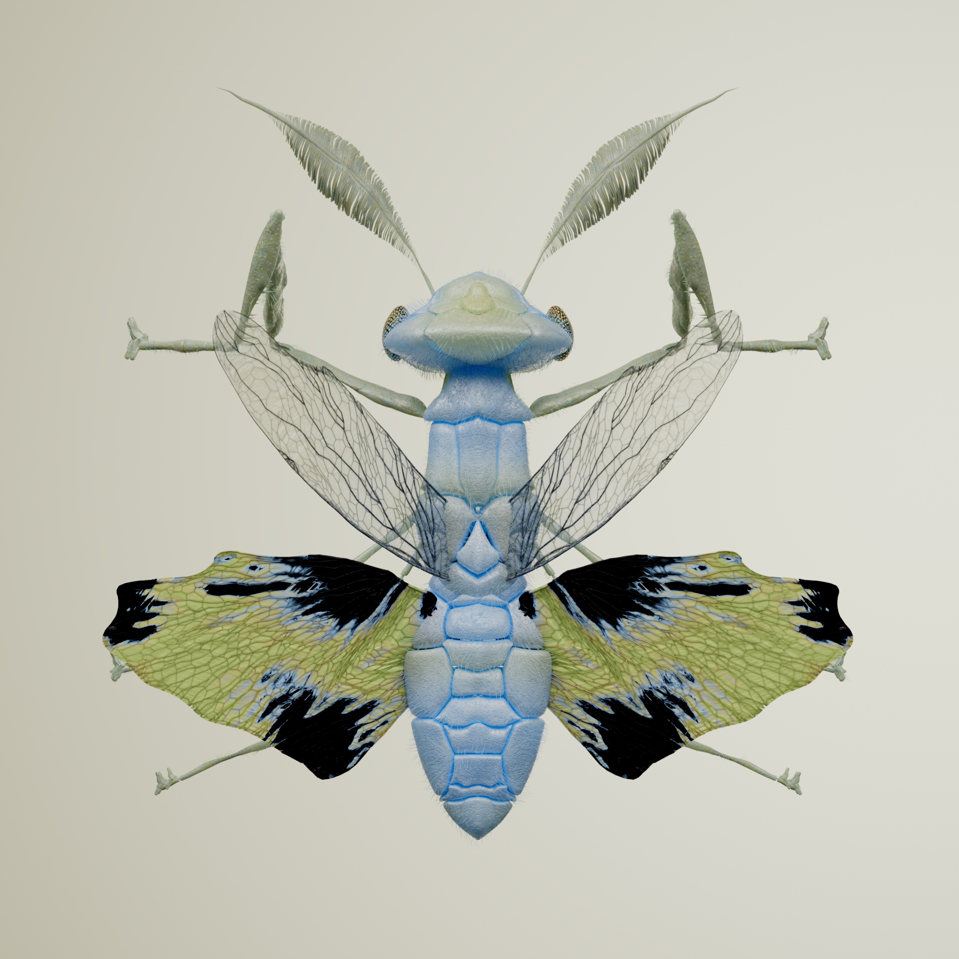 Mantodeaicetus tangatus