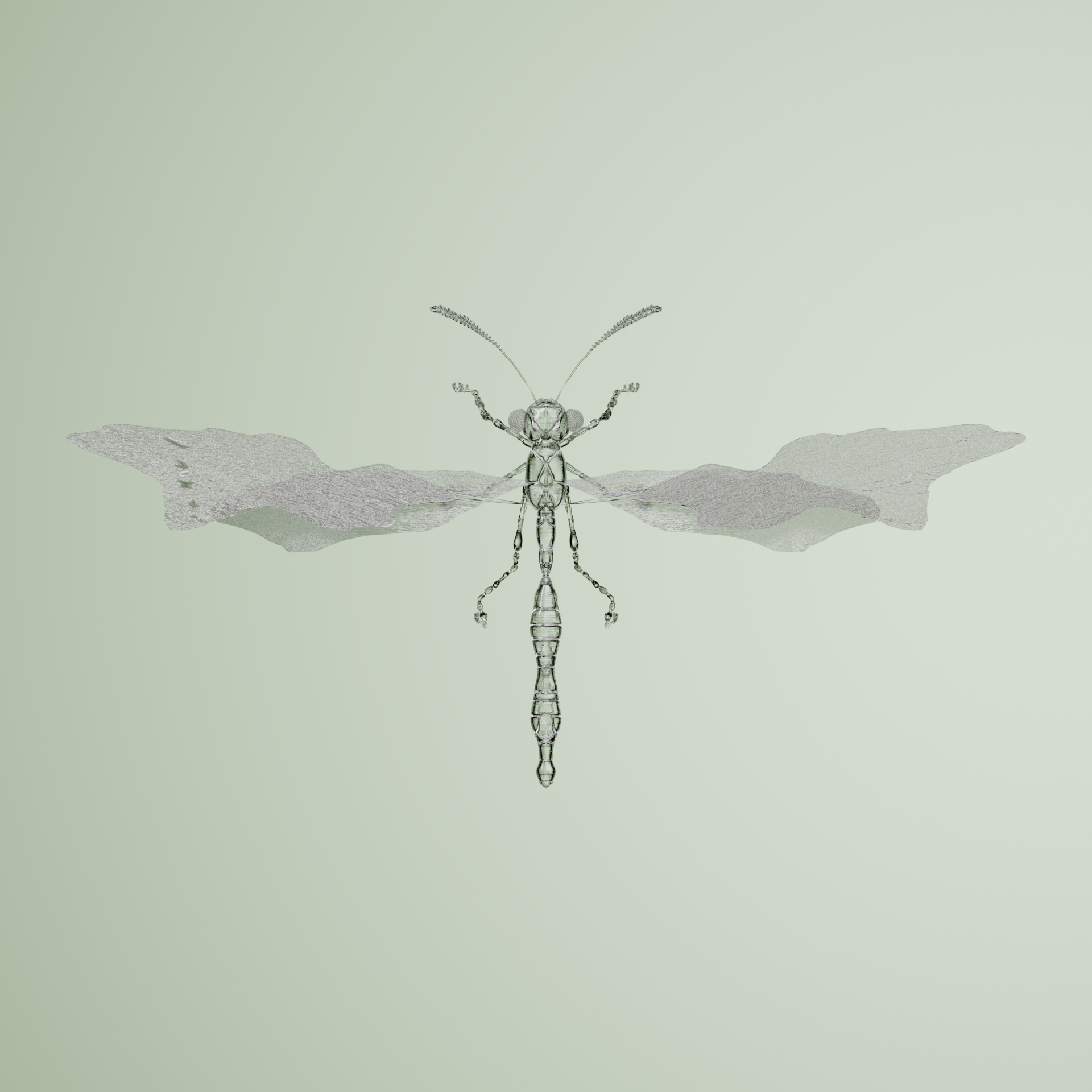 Anisopteraidea oedipoditus