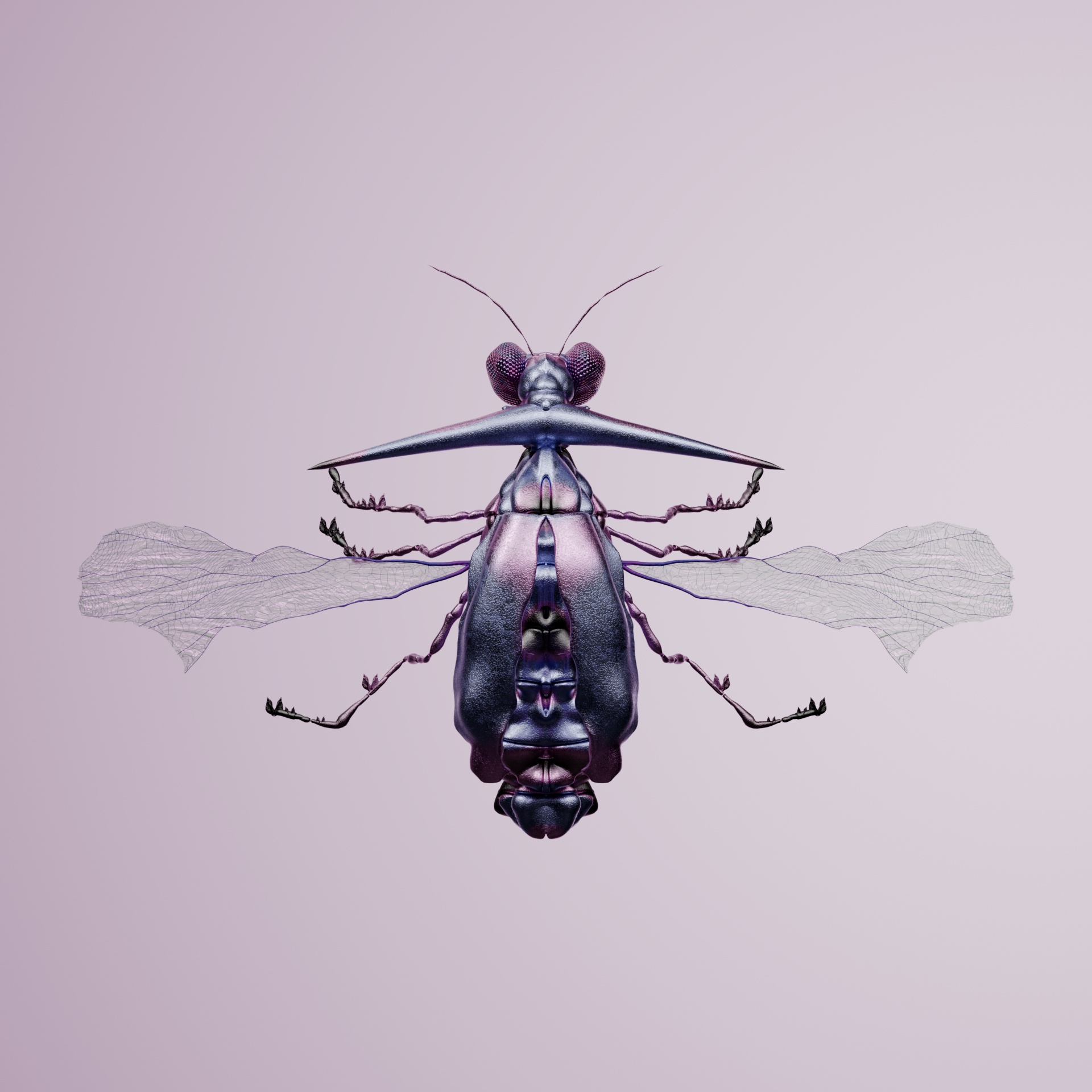 Coleopteraproceritas demalis