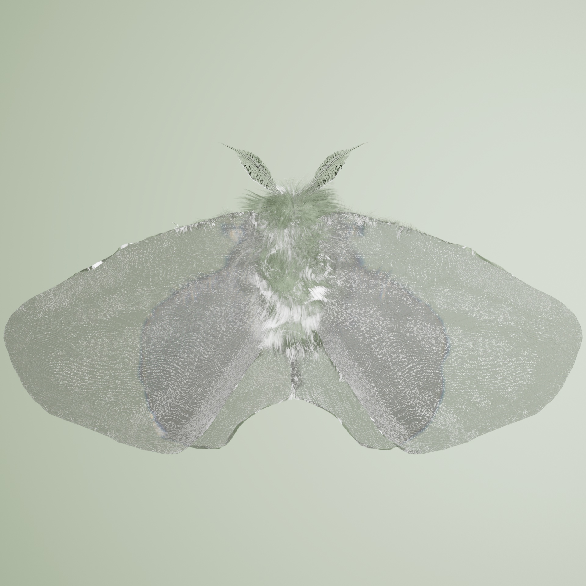 Lepidopteraidea diphostrata