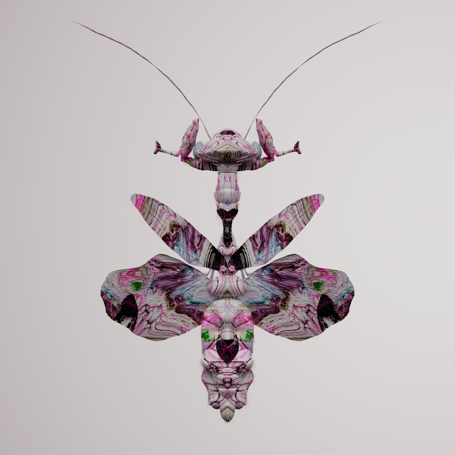 Mantodeavivida diphiblis
