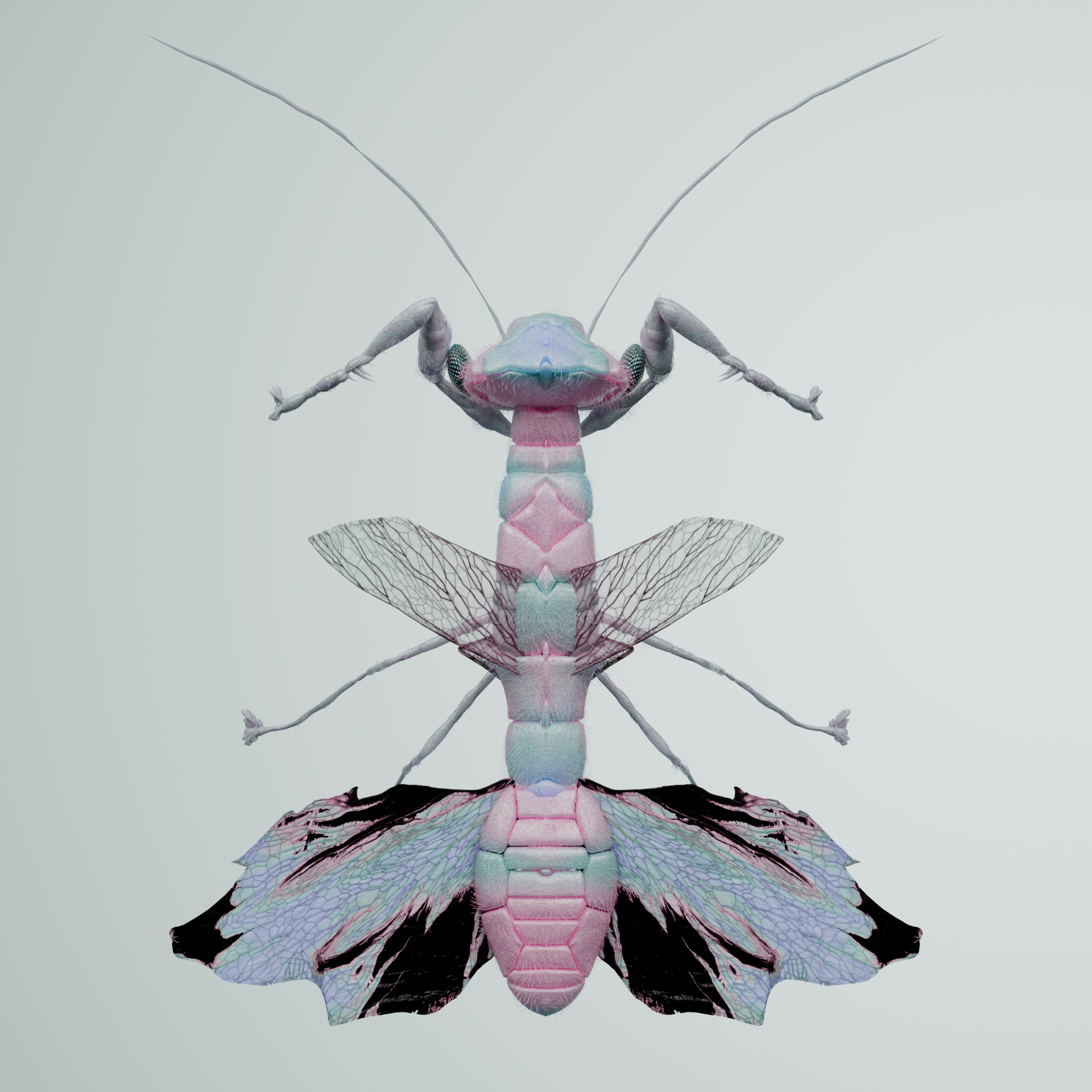 Mantodeaavia quaggon