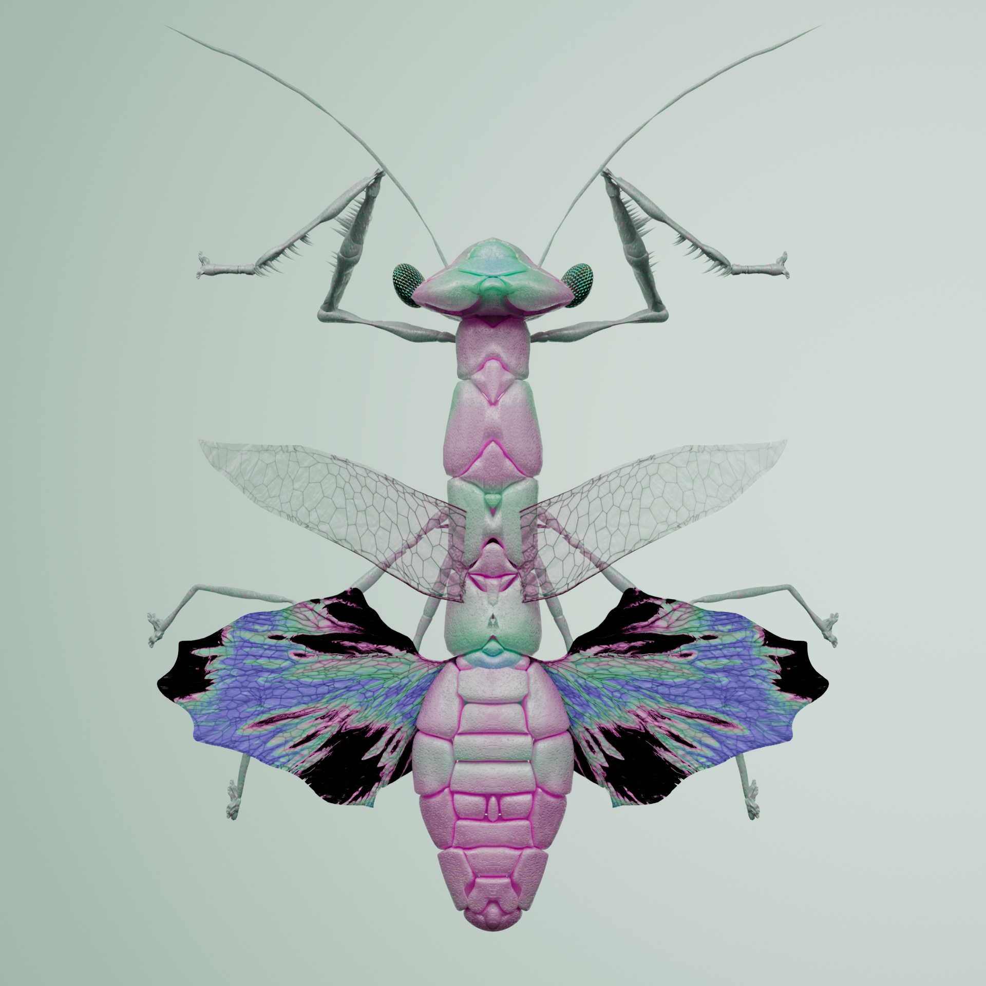 Mantodeaercula troglerus