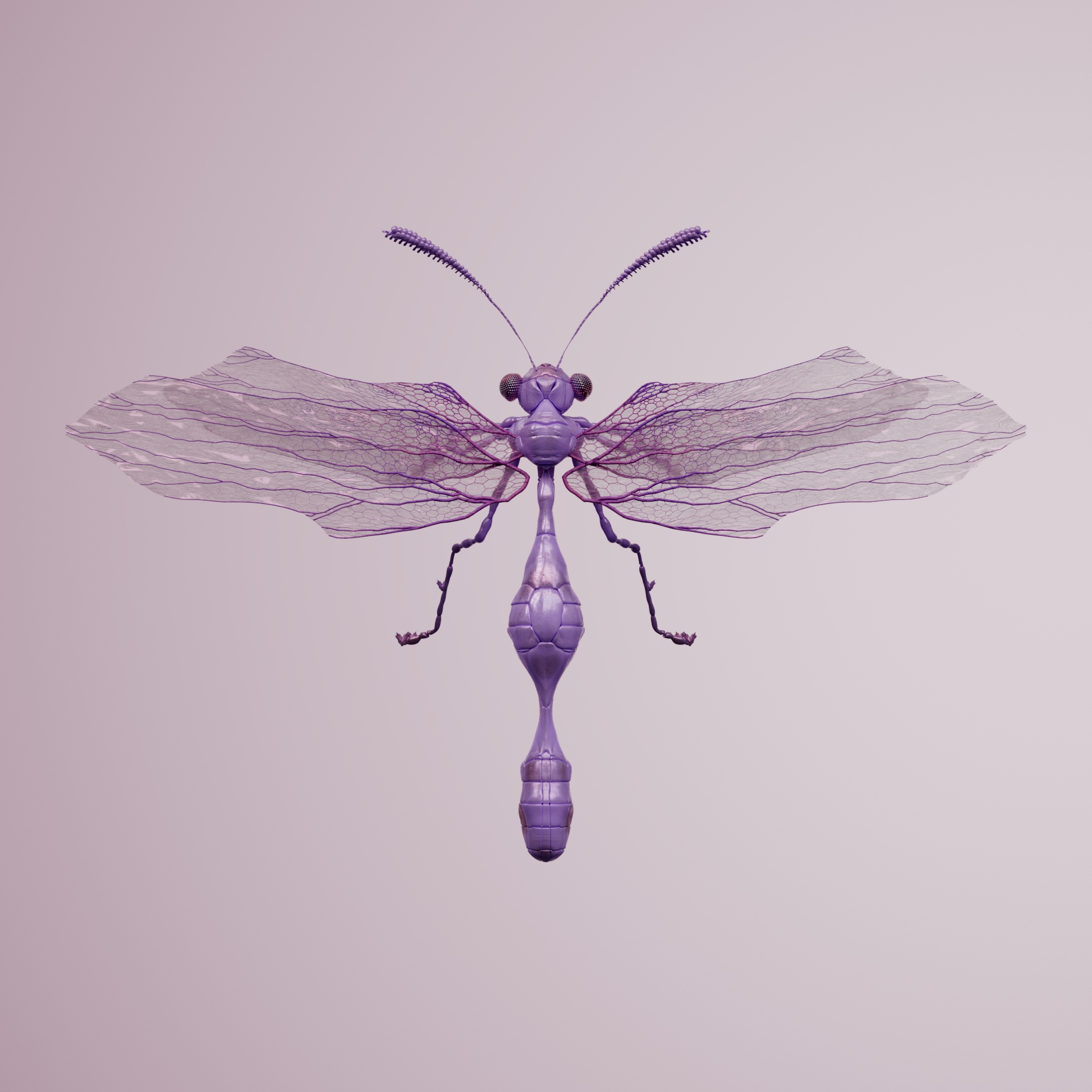 Anisopteraproceritas platyrhotata