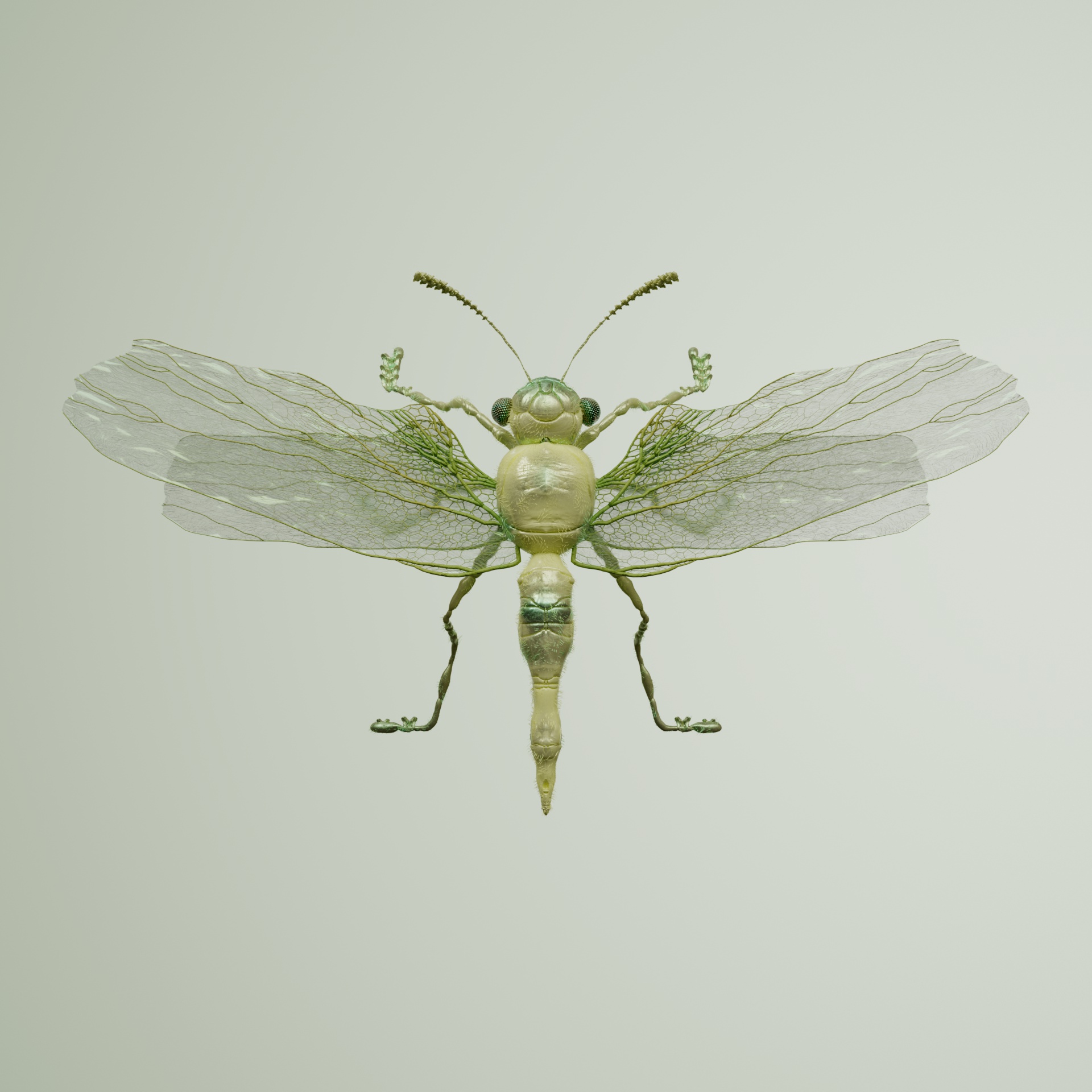Anisopteraailurus vitulalis