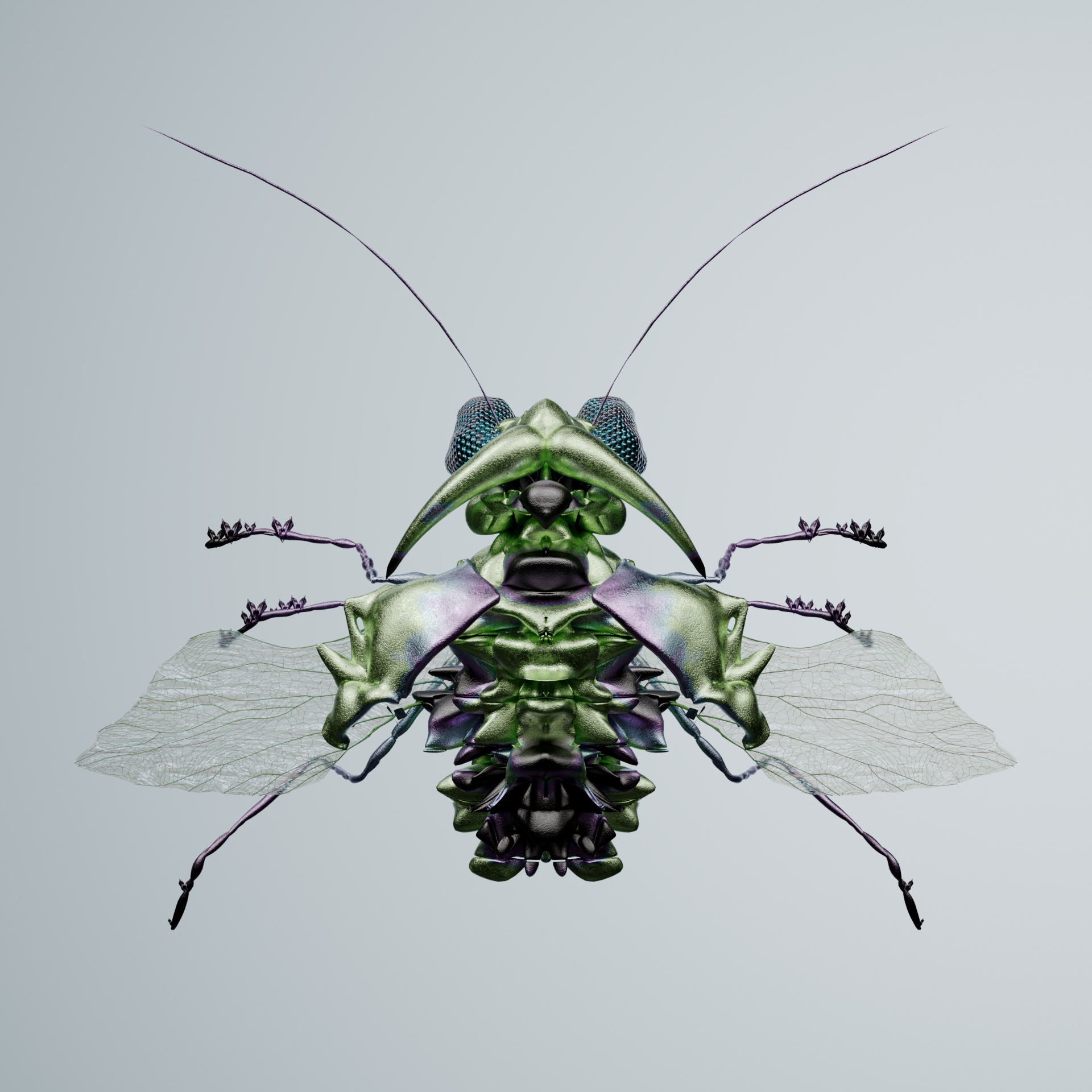 Coleopteraomorpha papularis