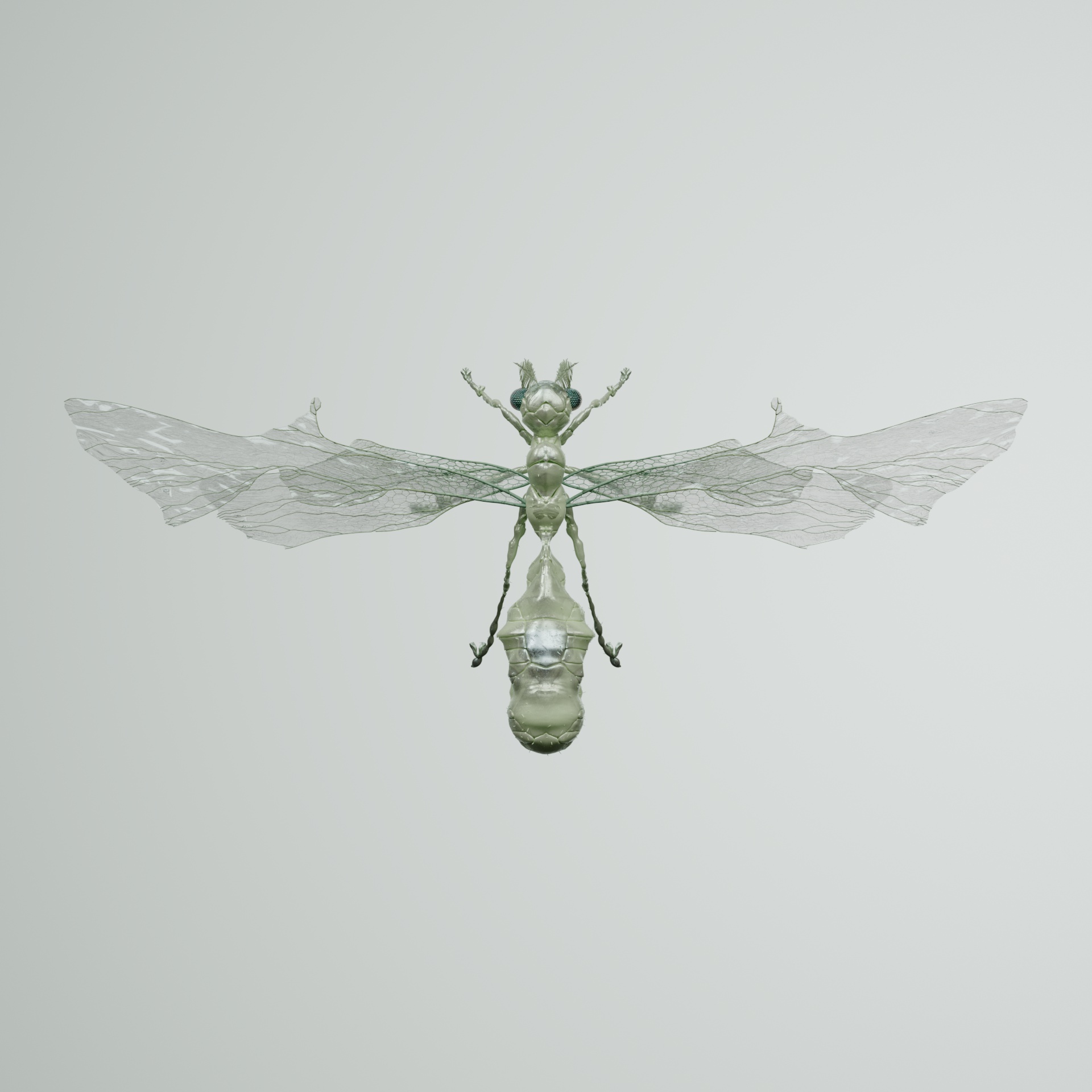 Anisopteraoidea chrysaicus