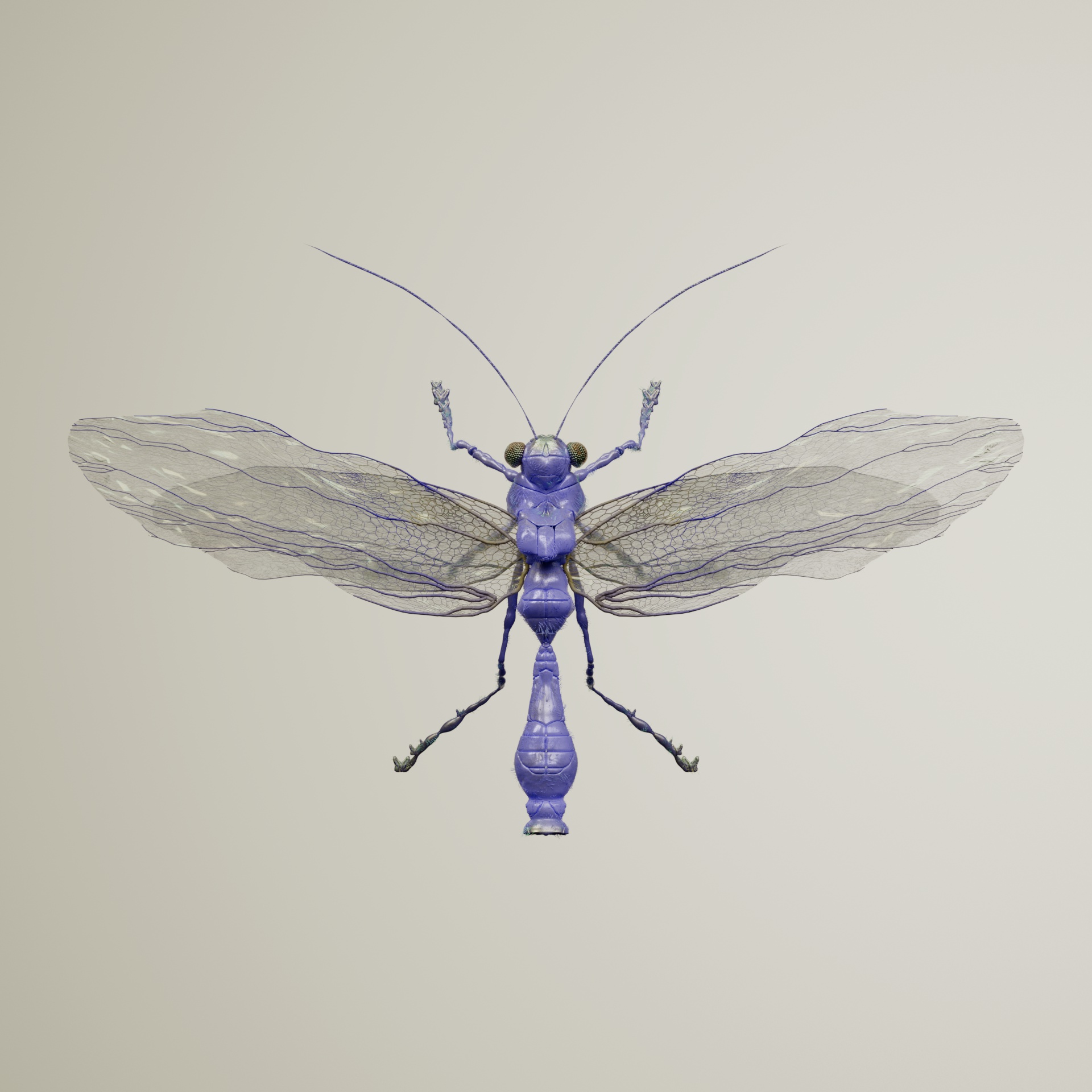 Anisopteracerritulus splendurnix