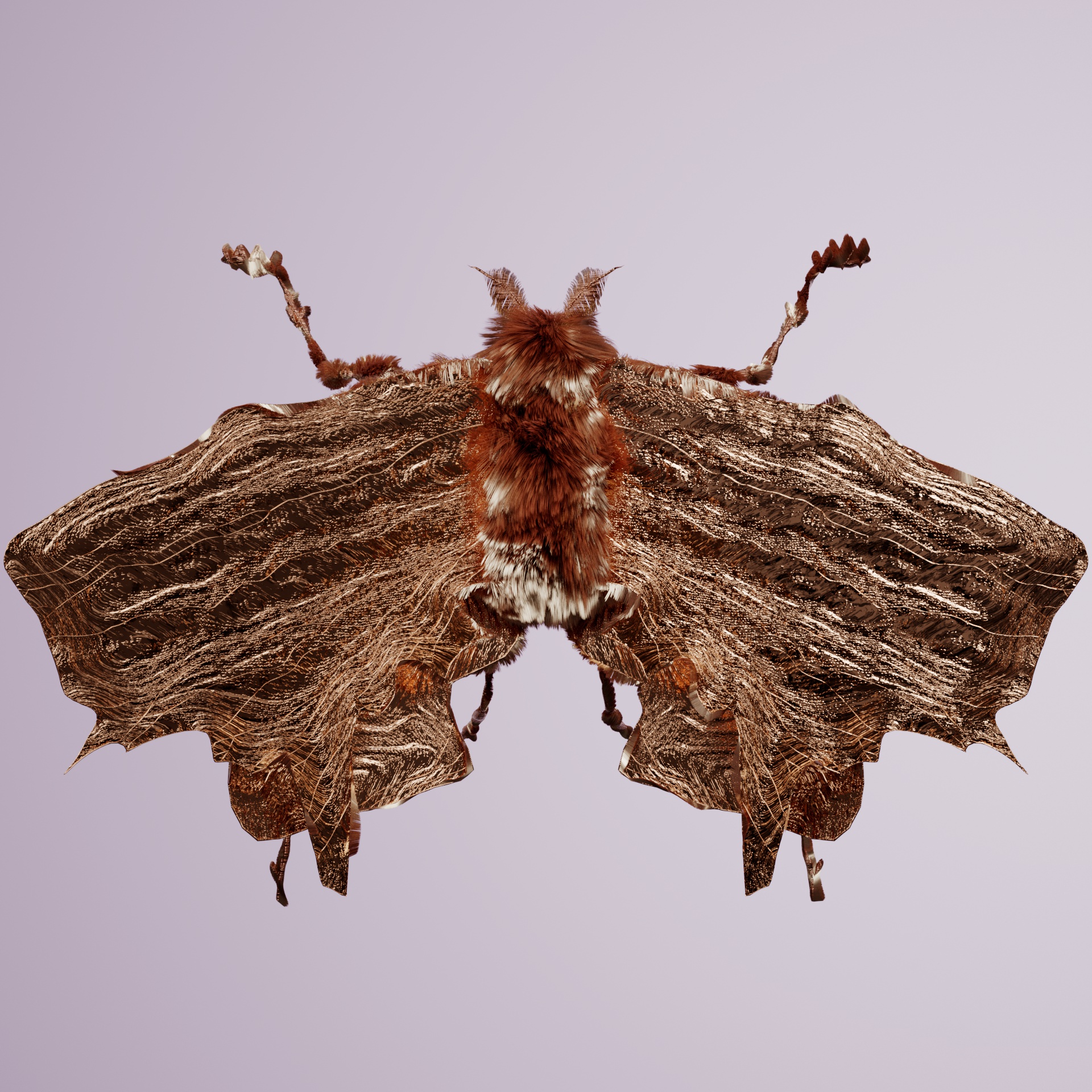 Lepidopteraontidae civardalis