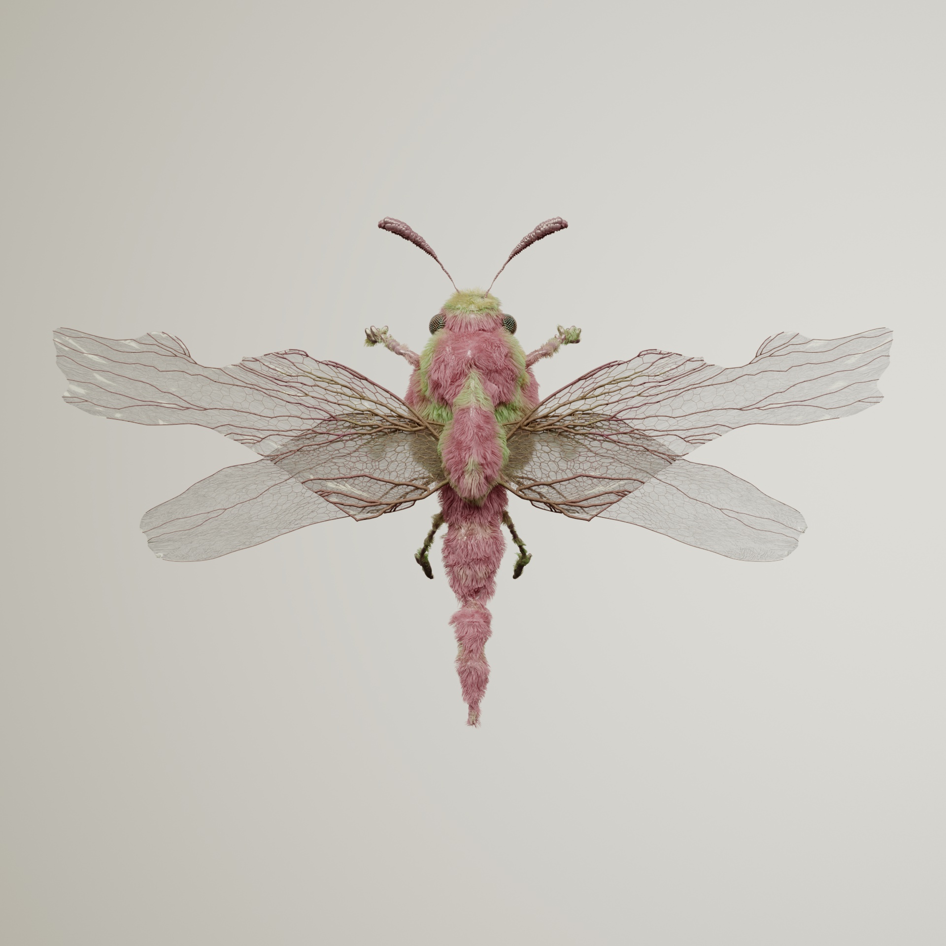 Anisopteraiscus arctaris