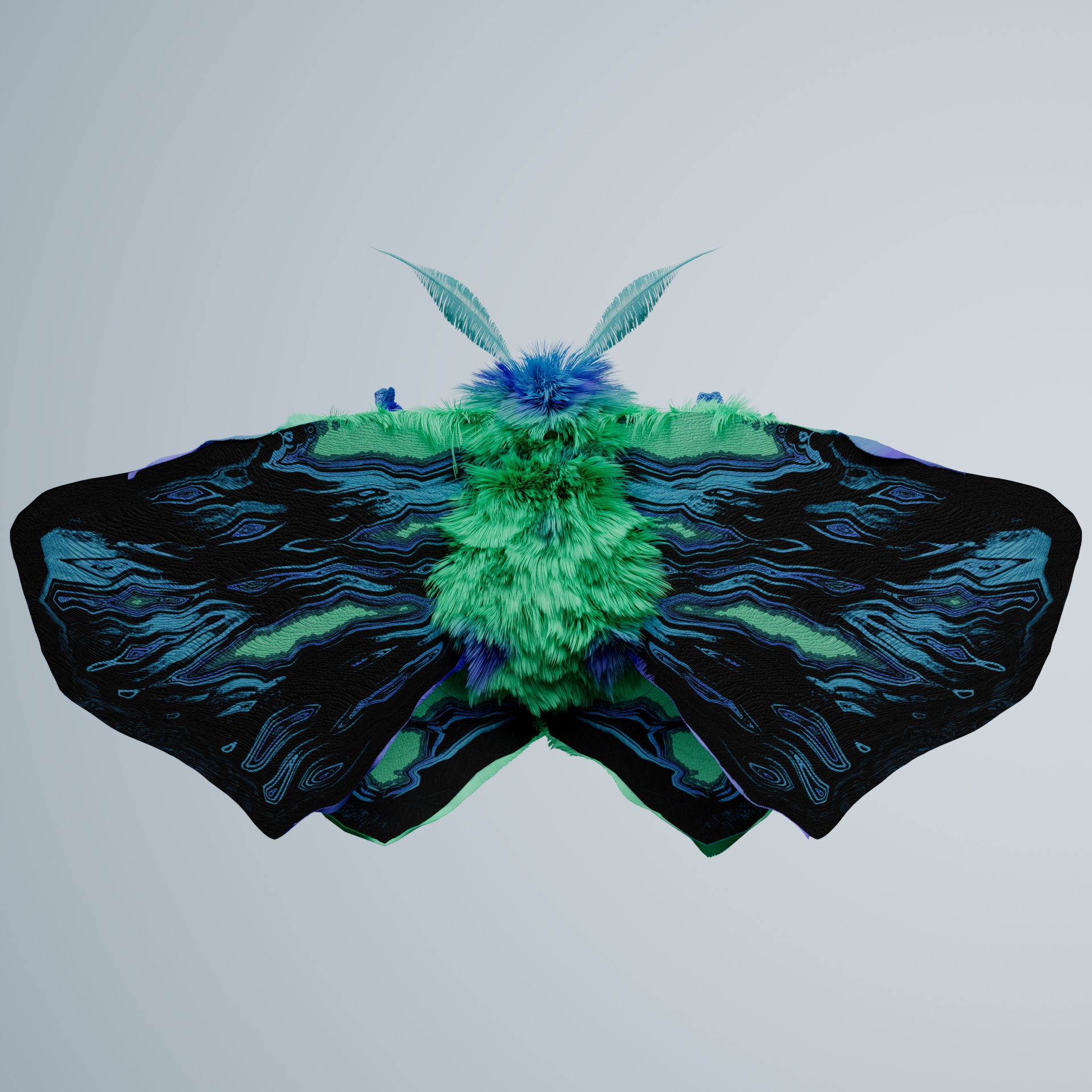 Lepidopteracerritulus robuster