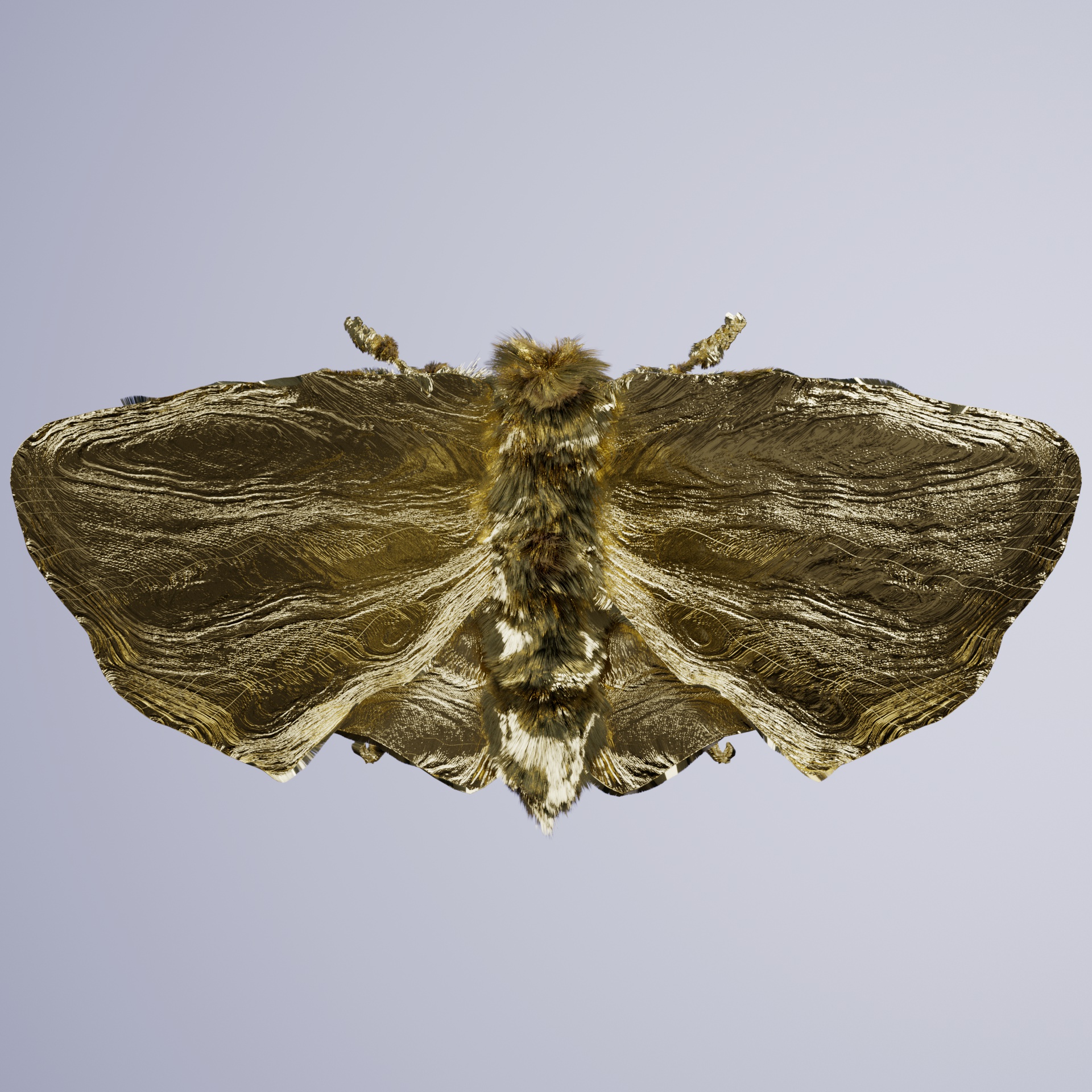 Lepidopteraproceritas eqereus