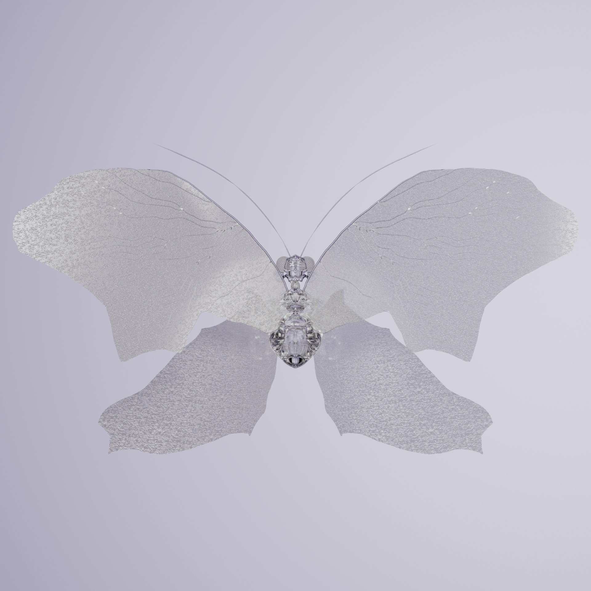 Rhopalocerapinguis amphibula