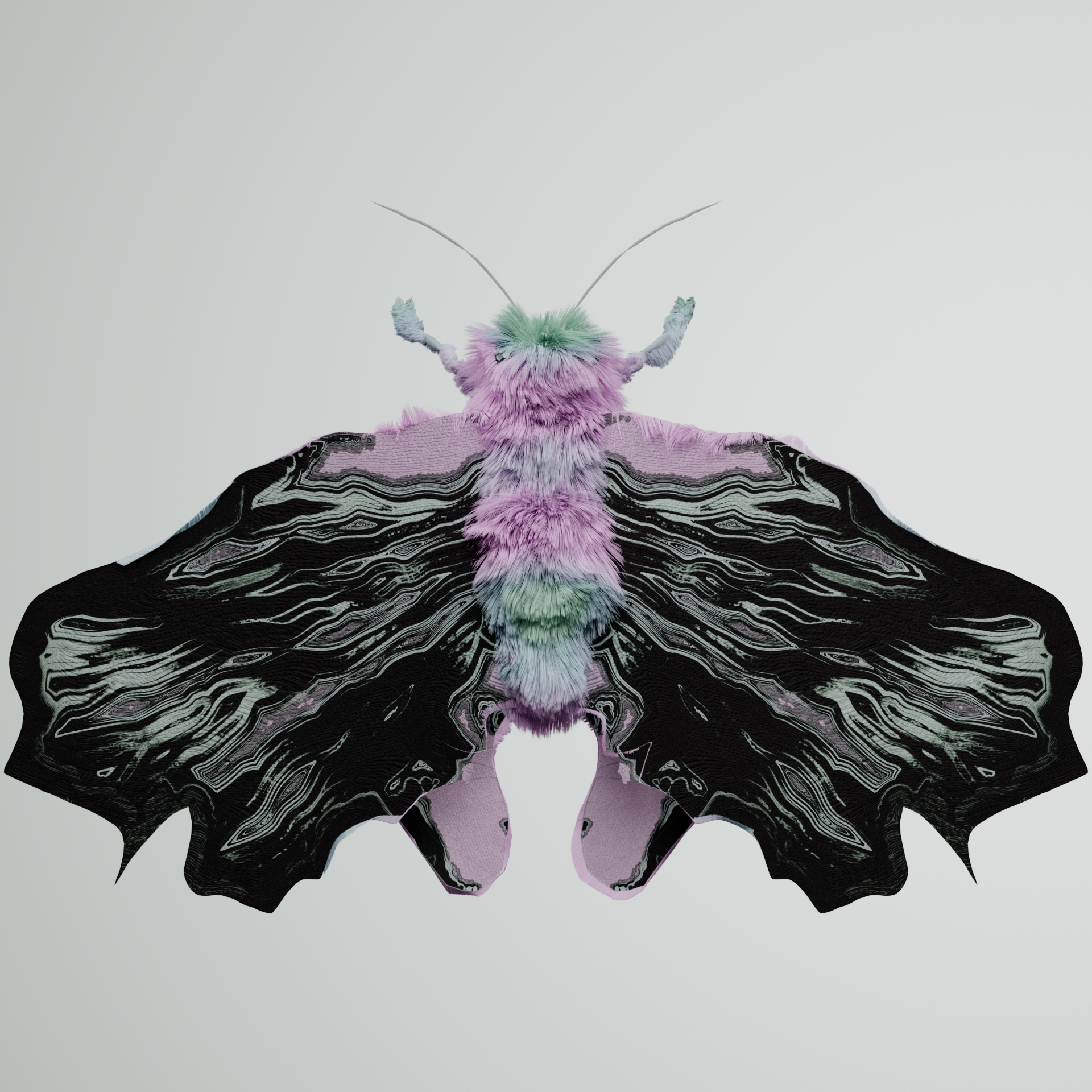 Lepidopteracerritulus darwuco