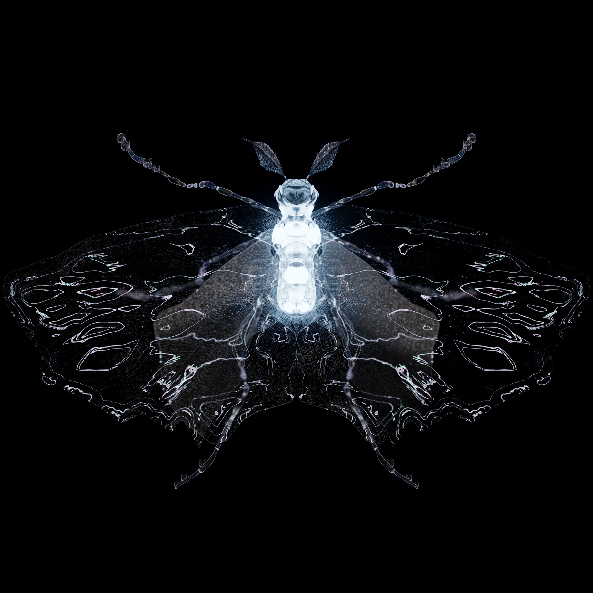 Lepidopterayrna vulginea