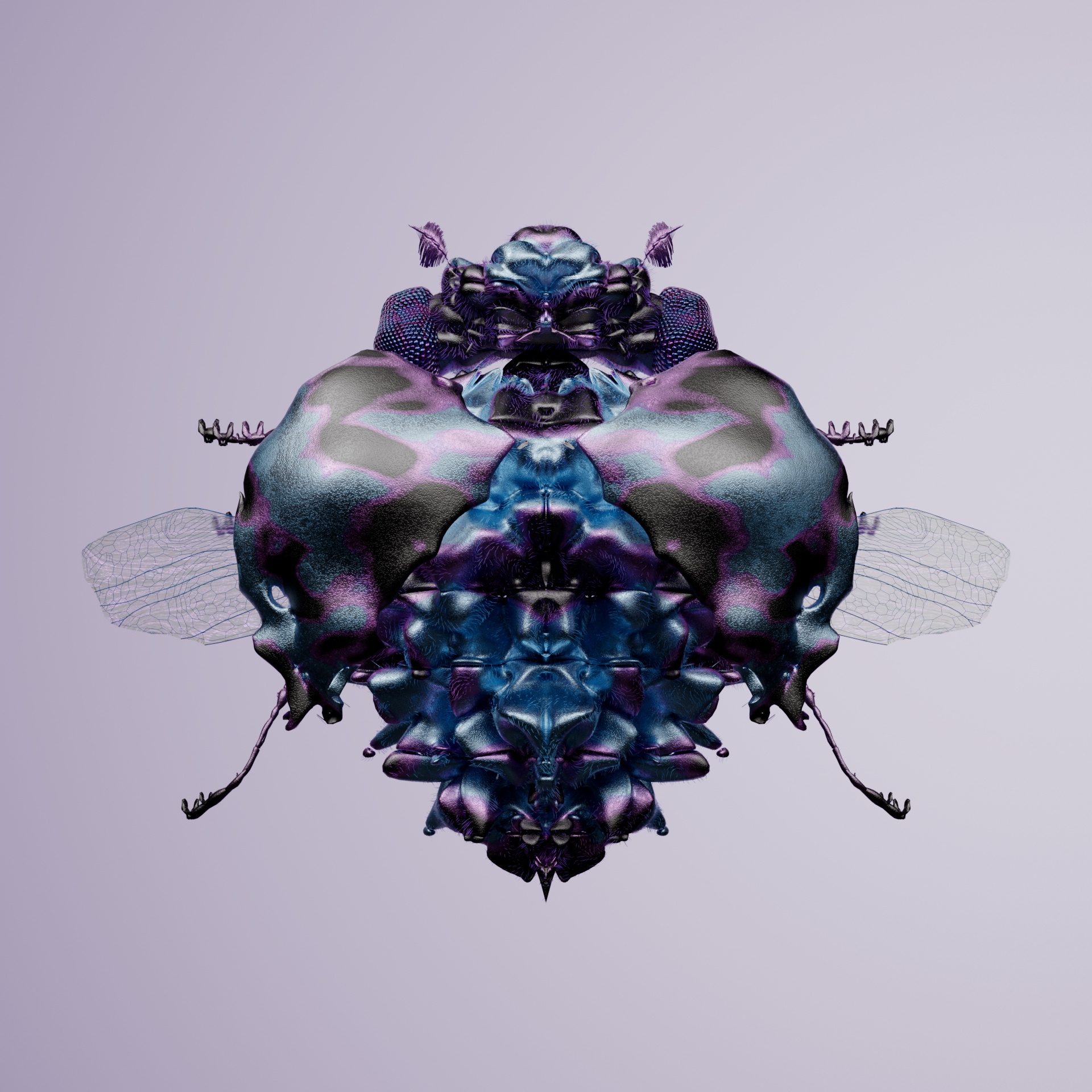 Coleopteravivida fascitimus